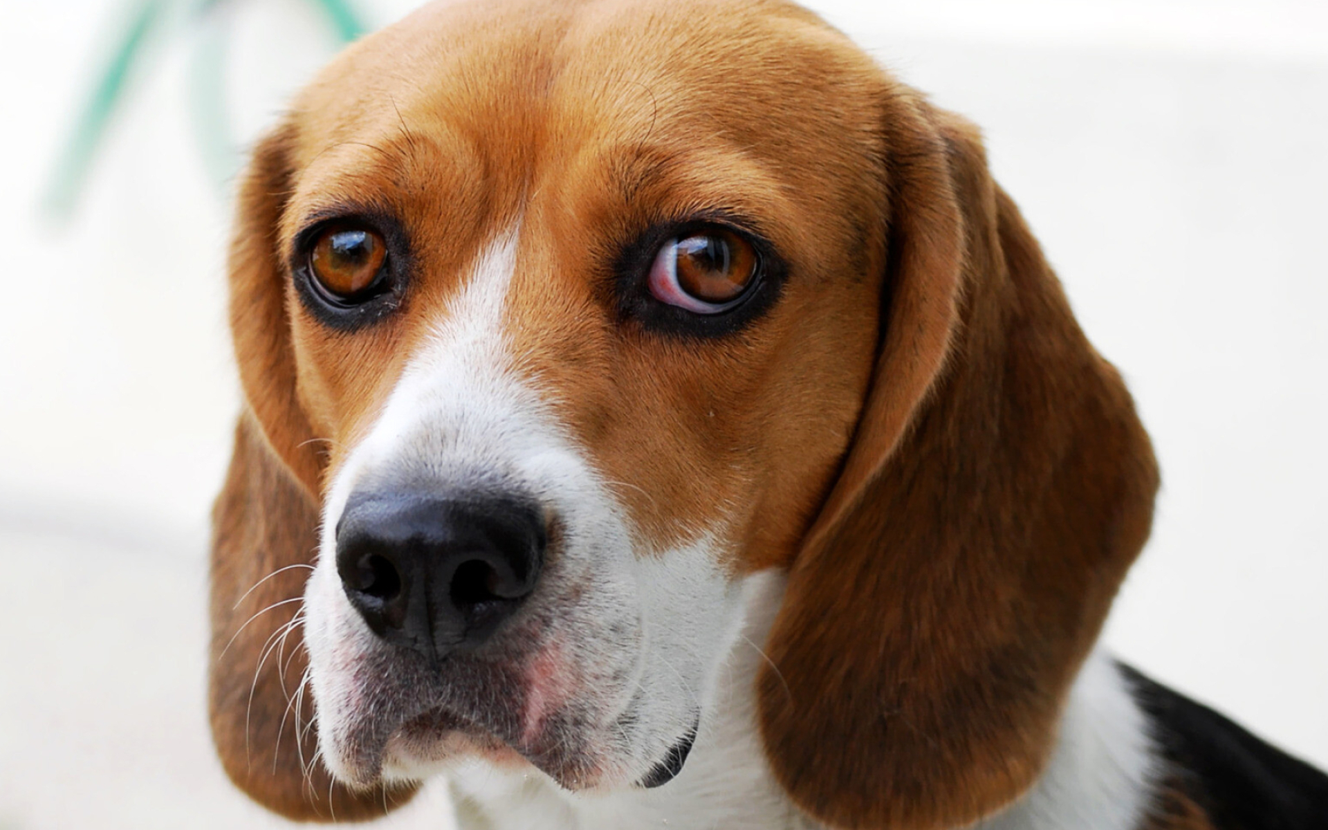 Beagle, Dog beagle guilty, Wallpapers and images, Desktop mobile tablet, 1920x1200 HD Desktop