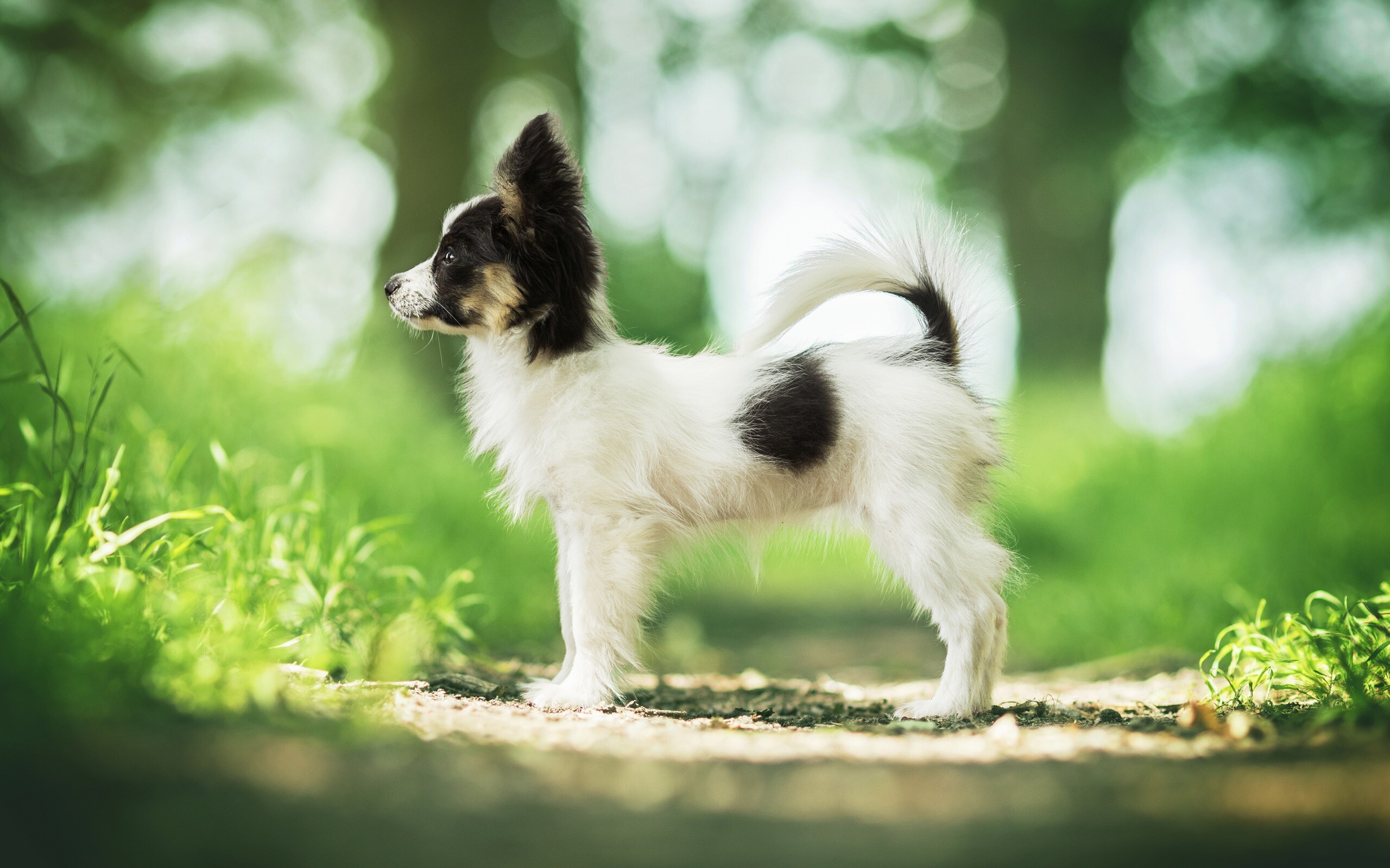 Papillon Dog, Small puppy, Forest setting, High-quality wallpapers, 2560x1600 HD Desktop