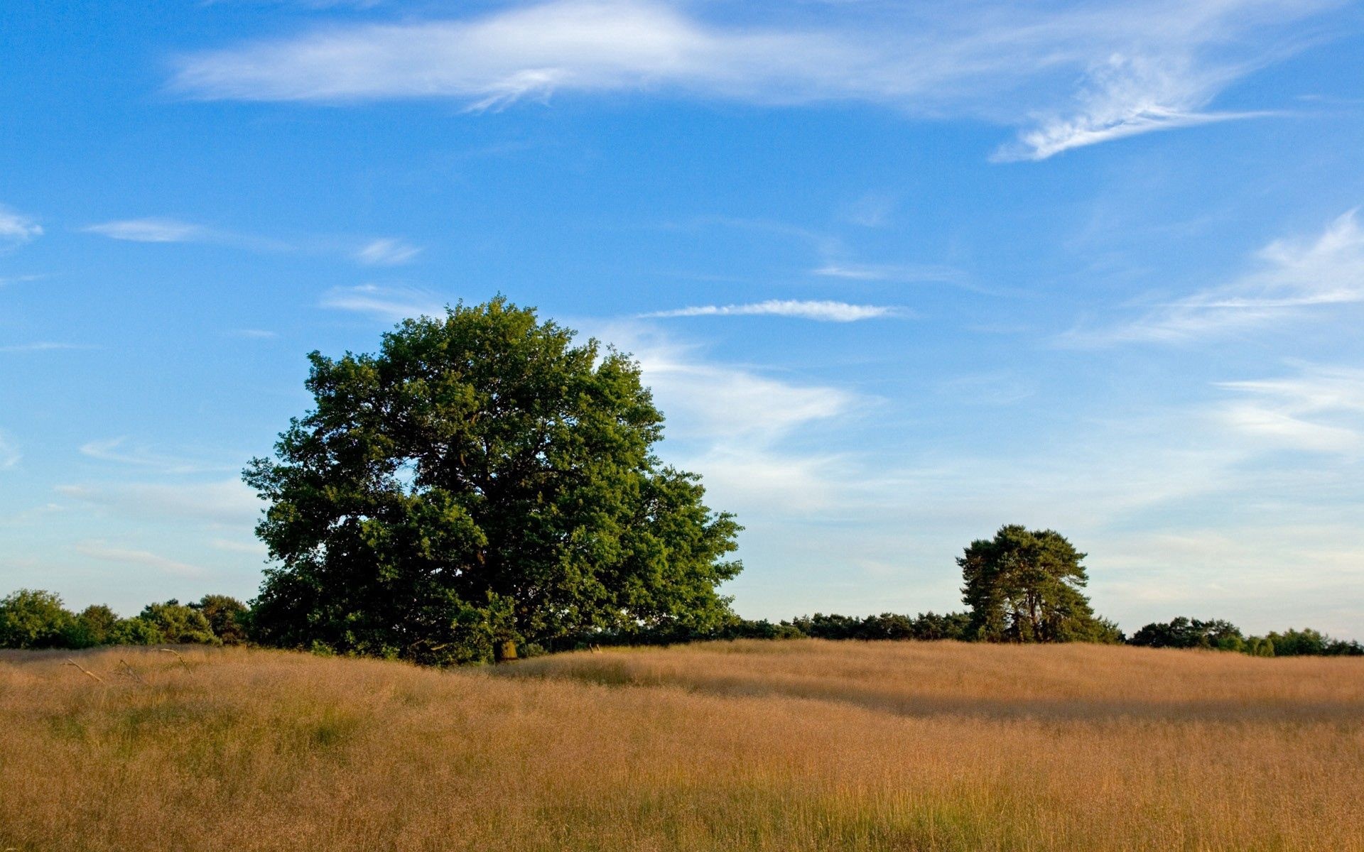 large leafy oak tree, golden dry grass meadow, wispy blue cirrus sky, HD Desktop wallpaper