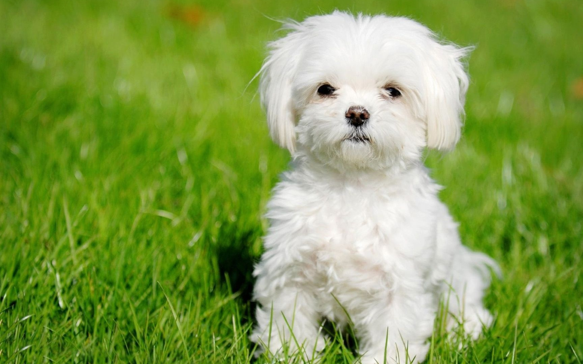 Bolognese Dog, Maltese wallpapers, Animals, 1920x1200 HD Desktop