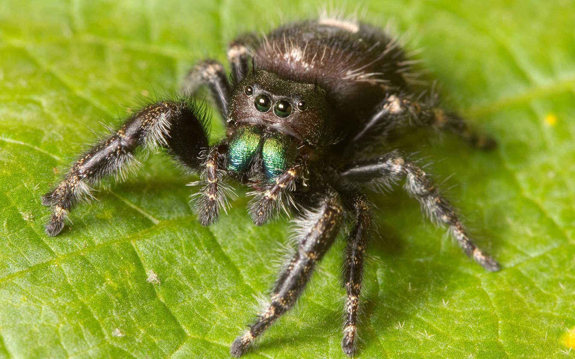 Jumping spider collection, Vivid colors, Acrobatic arachnids, Wallpaper-worthy, 1920x1200 HD Desktop