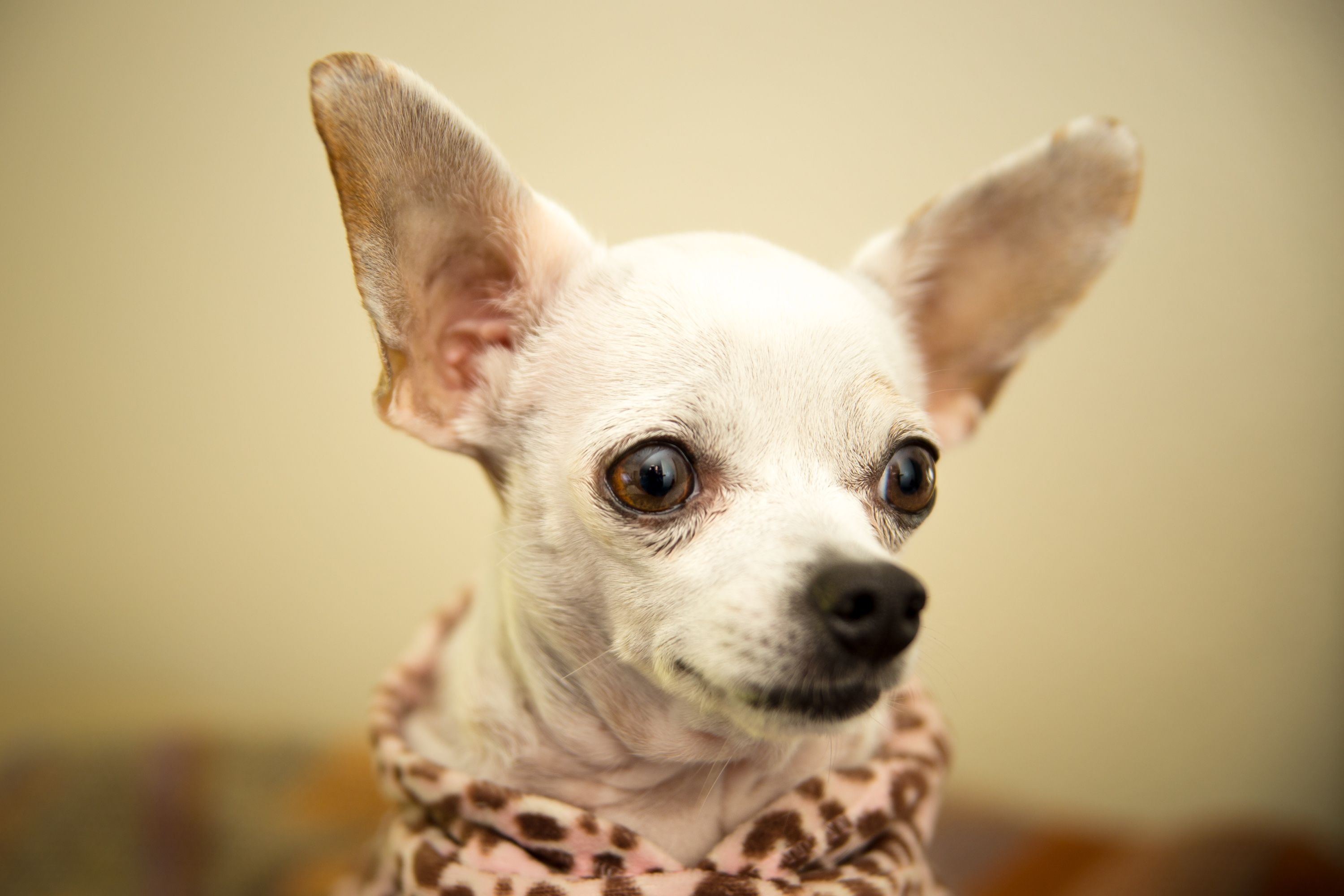 Cute chihuahua closeup, Free download, Adorable pet, Heartwarming moments, 3000x2000 HD Desktop