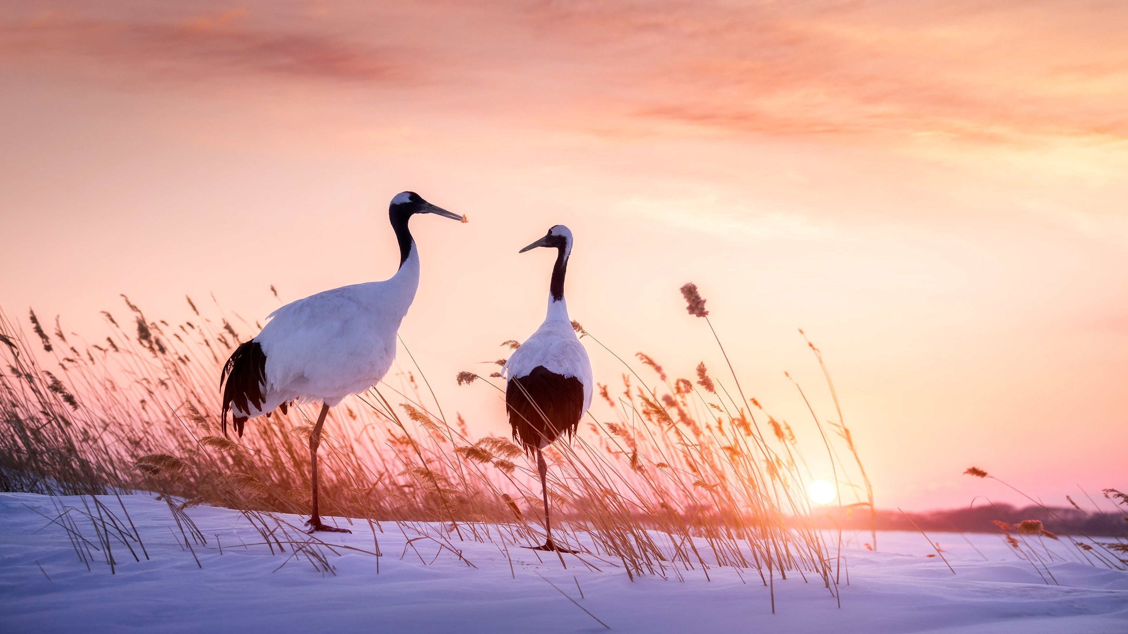 Crane bird wallpaper, Android wallpaper, iPhone wallpaper, Bird background, 3840x2160 4K Desktop