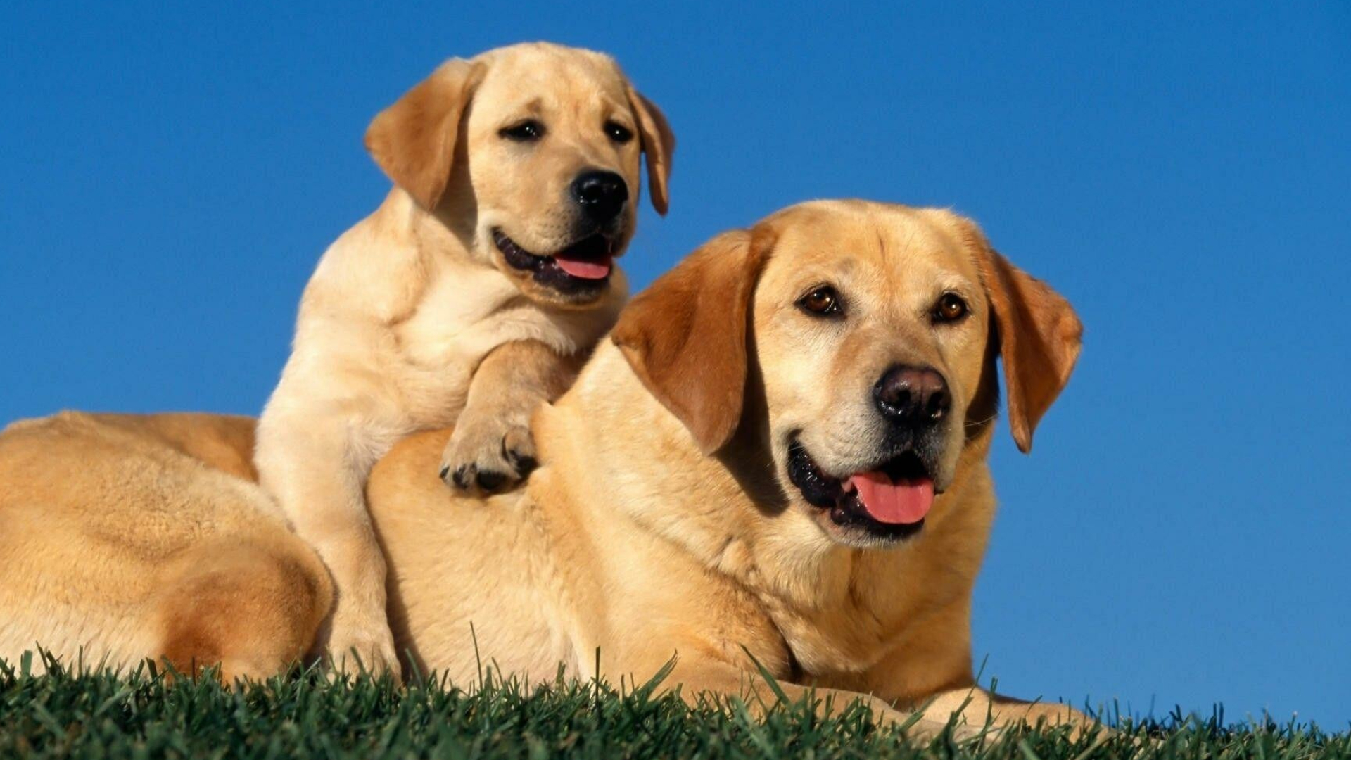 Mother and baby, Labrador Retriever Wallpaper, 1920x1080 Full HD Desktop