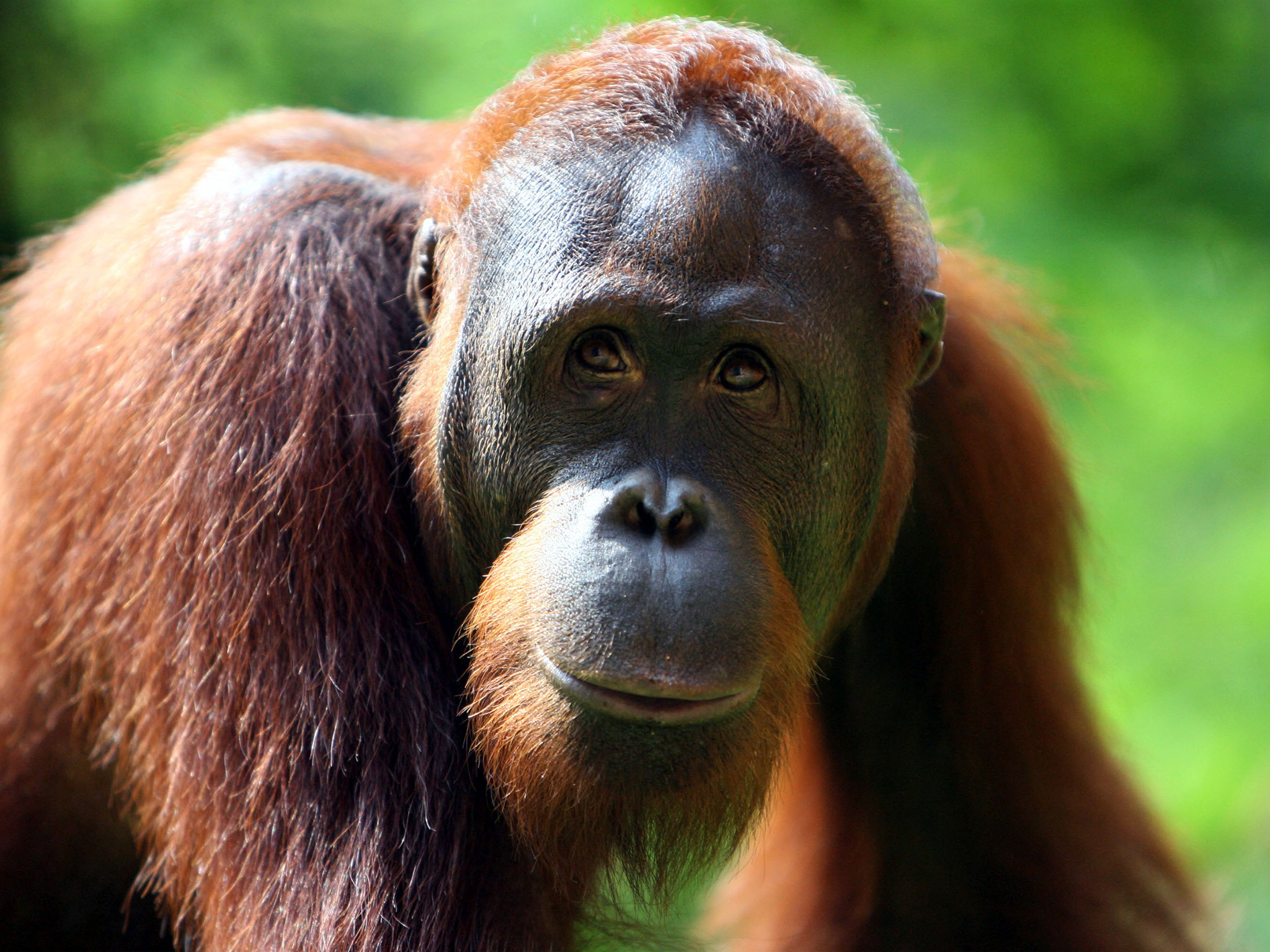 Orangutan wallpapers, Animal HQ pictures, 4K wallpapers, 2019, 2050x1540 HD Desktop