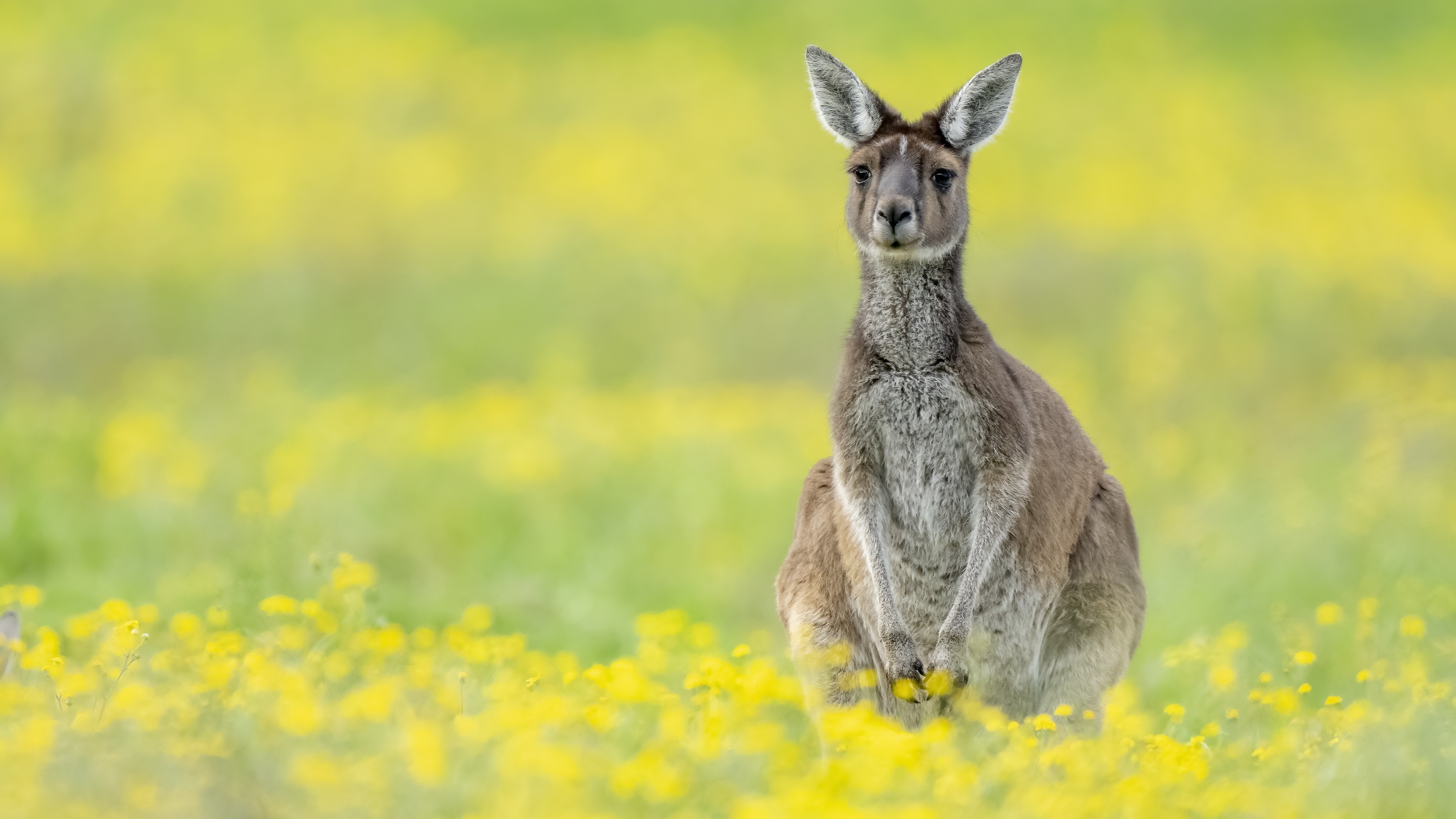 Kangaroo 4K Ultra HD, Wallpaper background image, Kangaroo, 3840x2160 4K Desktop