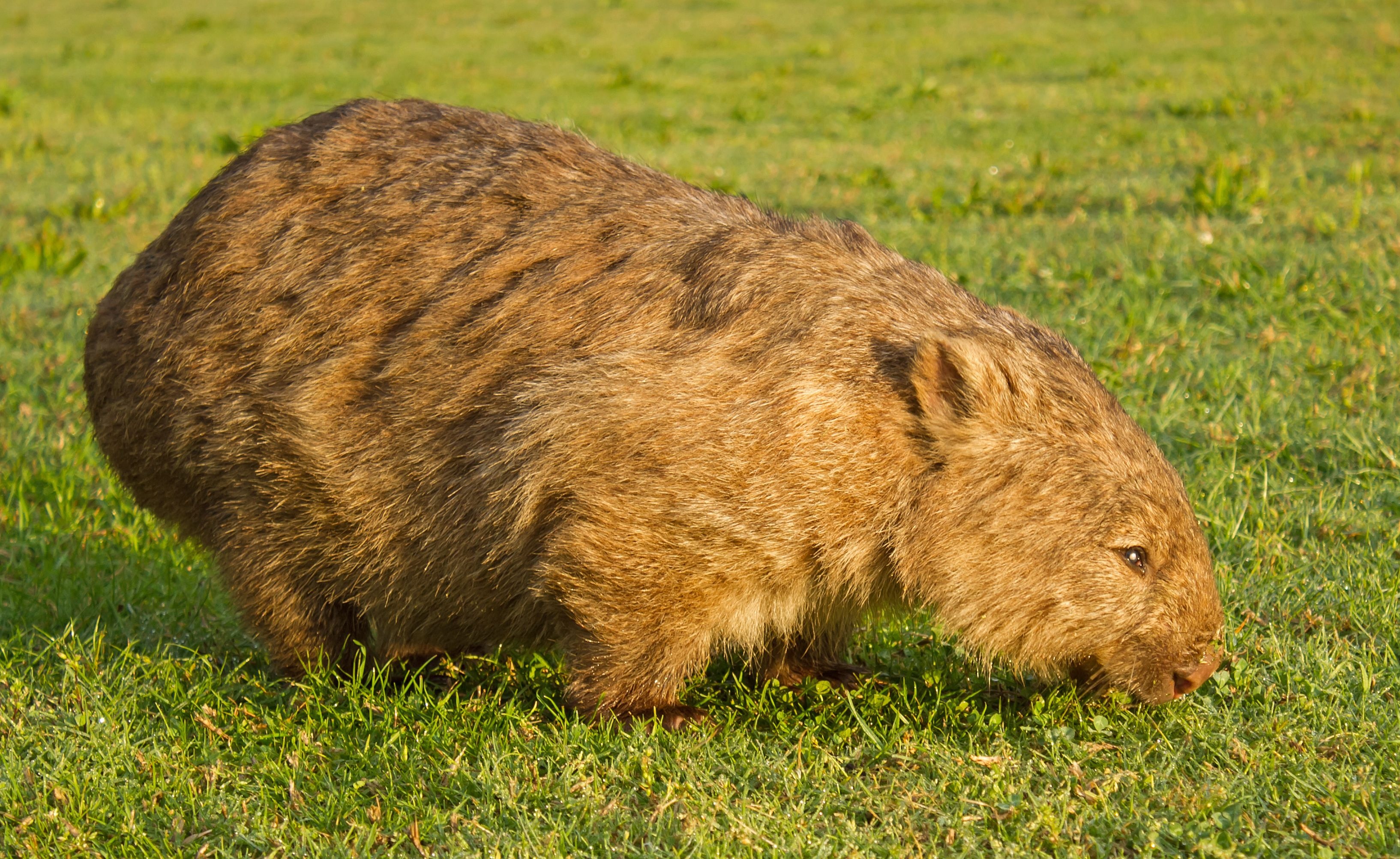 Wombat appreciation, Unique wallpaper, Distinctive marsupial, Animal art, 3270x2010 HD Desktop