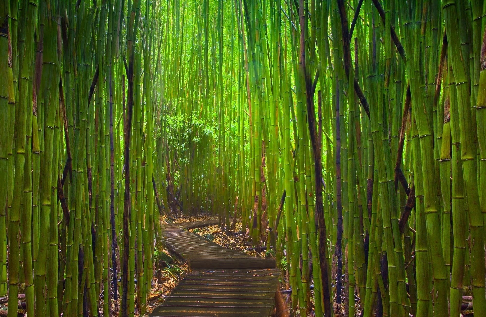 Bamboo Japanese garden, Serene nature, Forest path, Better wallpaper, 2000x1310 HD Desktop