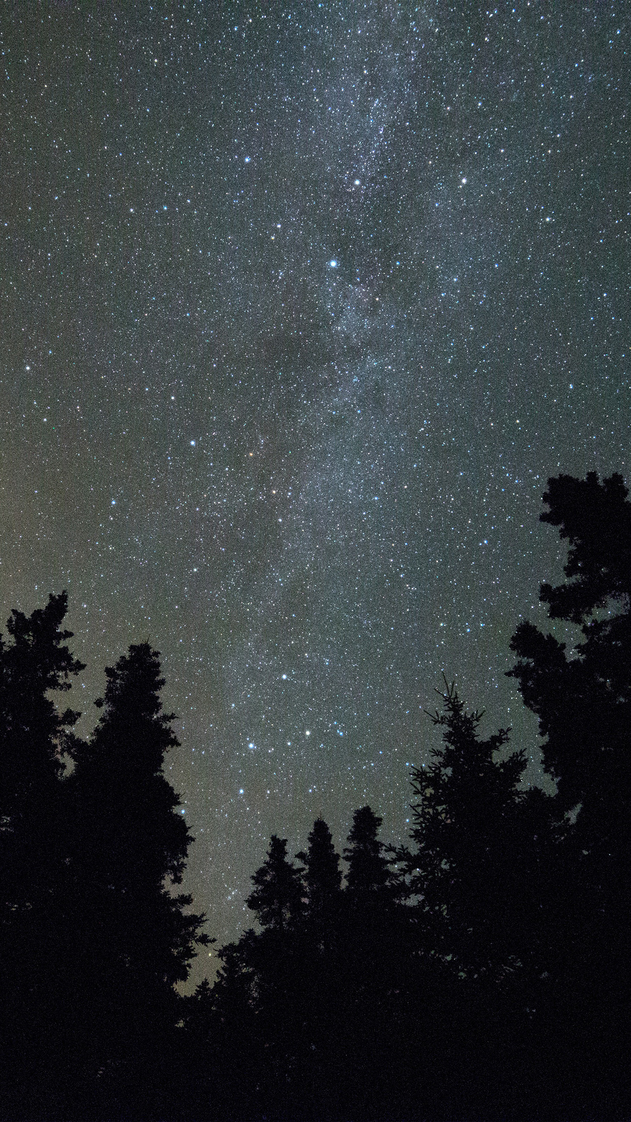 Milky Way galaxy, pine tree silhouettes, starry night sky, HD Phone wallpaper
