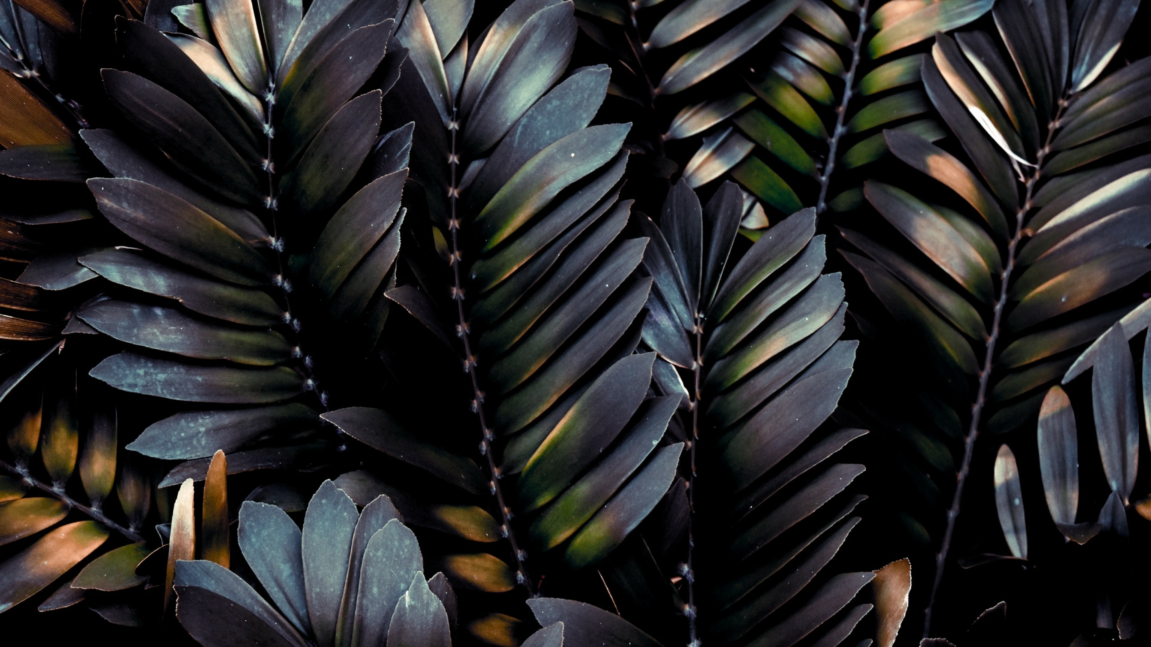 Palm tree leaves HD wallpaper, 4K Ultra HD, Nature's beauty, Wallpapers. net, 3840x2160 4K Desktop