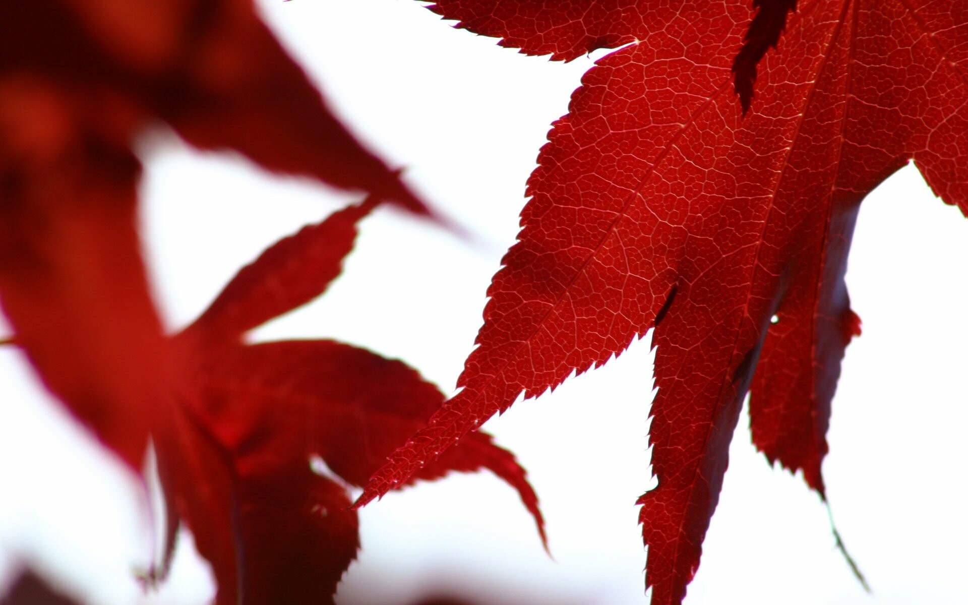 Leaf HD wallpapers, Organic beauty, Nature's wonder, Captivating simplicity, 1920x1200 HD Desktop