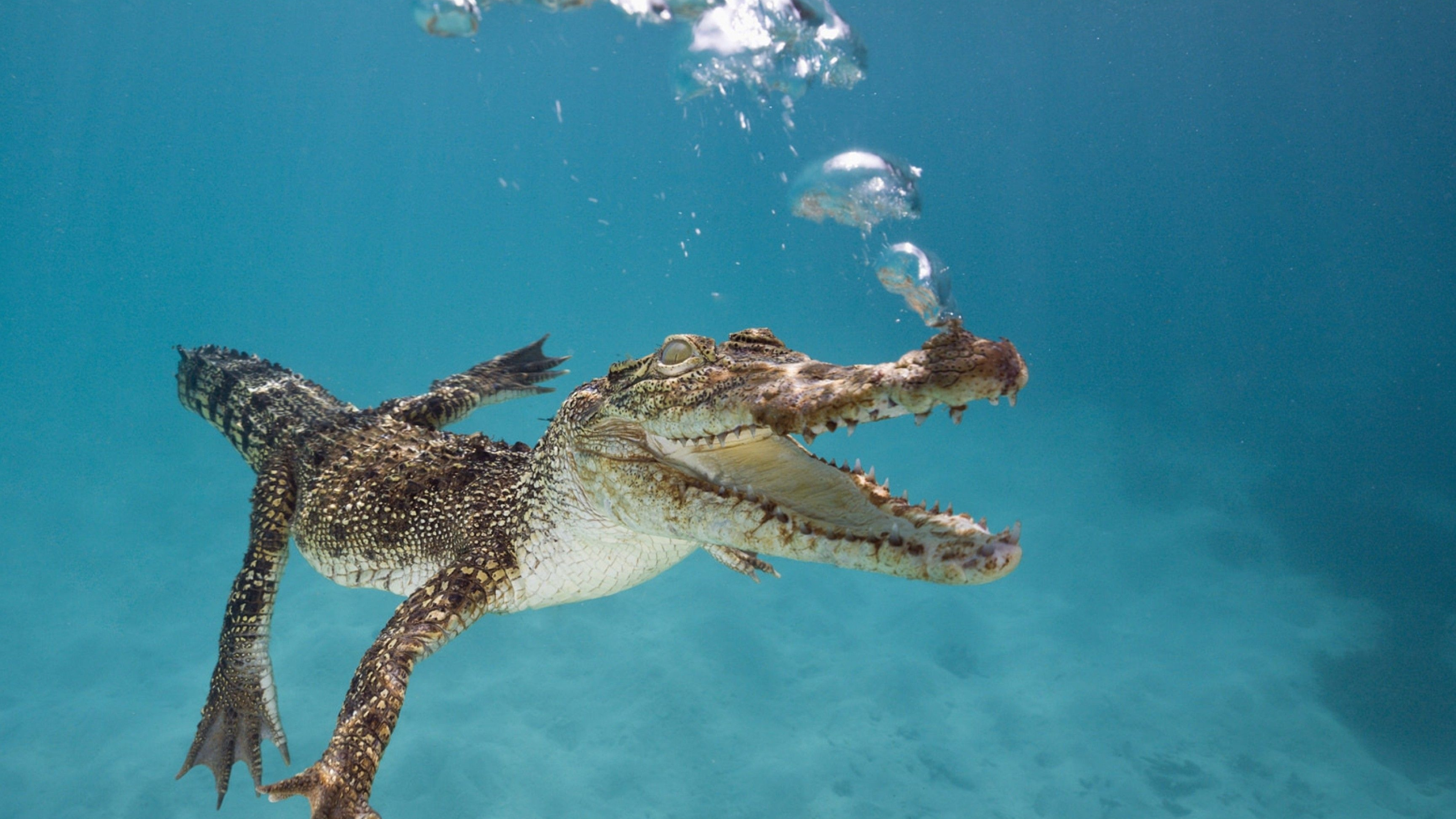 Underwater, Crocodiles Wallpaper, 3840x2160 4K Desktop