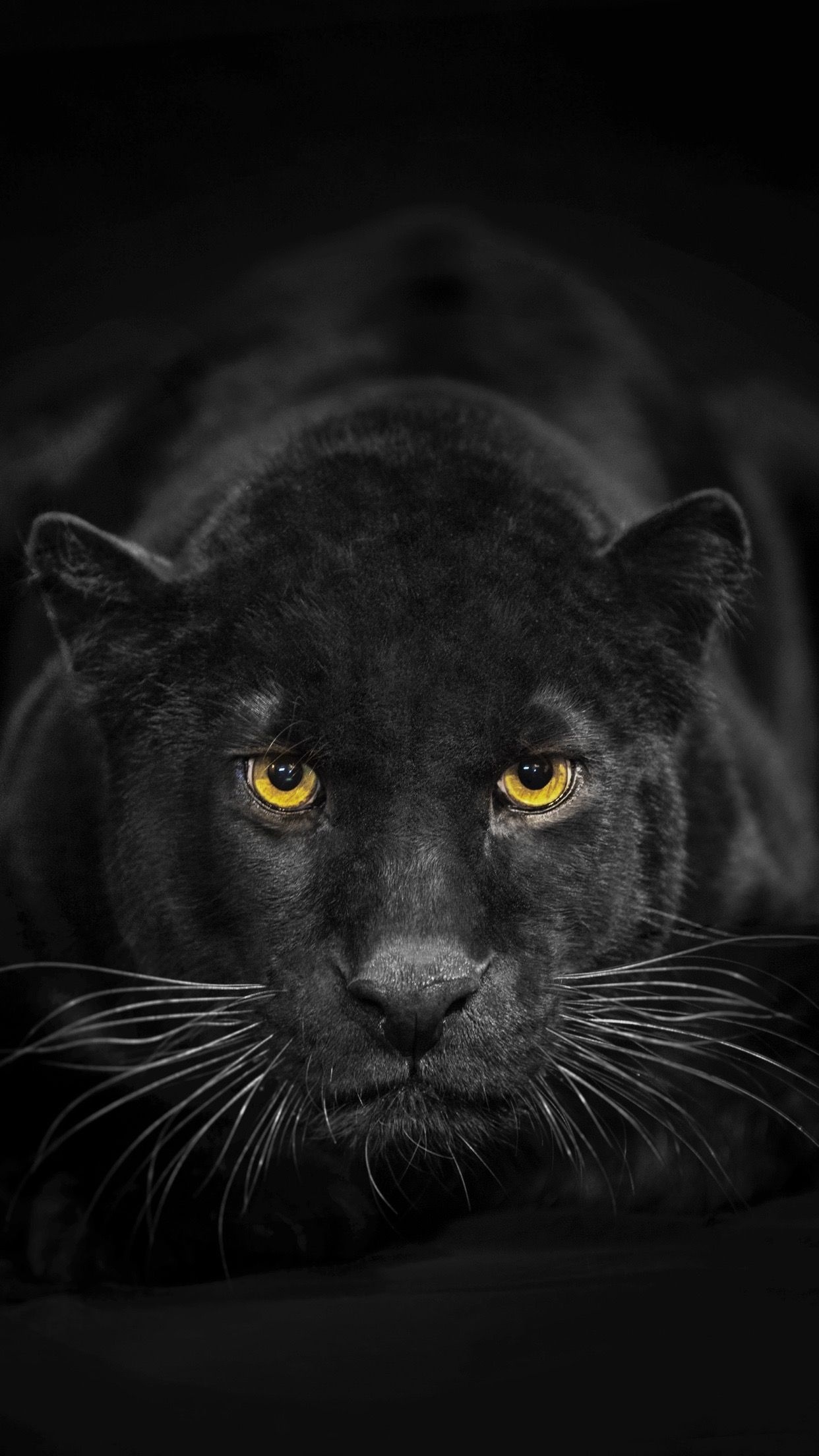 Black panther on iPhone, Captivating wallpapers, Exquisite animal, Wild beauty, 1250x2210 HD Phone