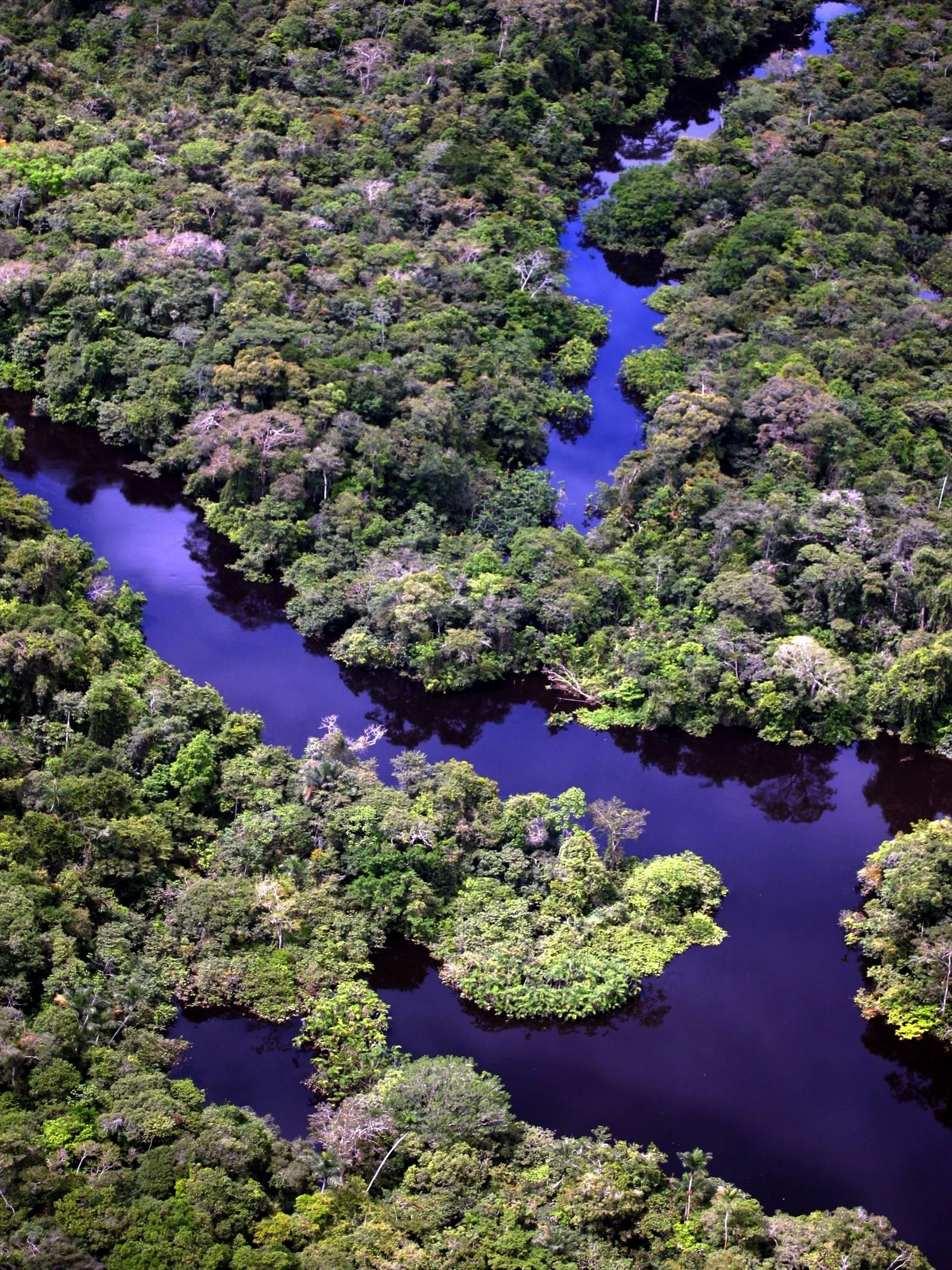 Cuyabeno National Park, Wildlife reserve, Ecuador, Travels, 1600x2140 HD Phone