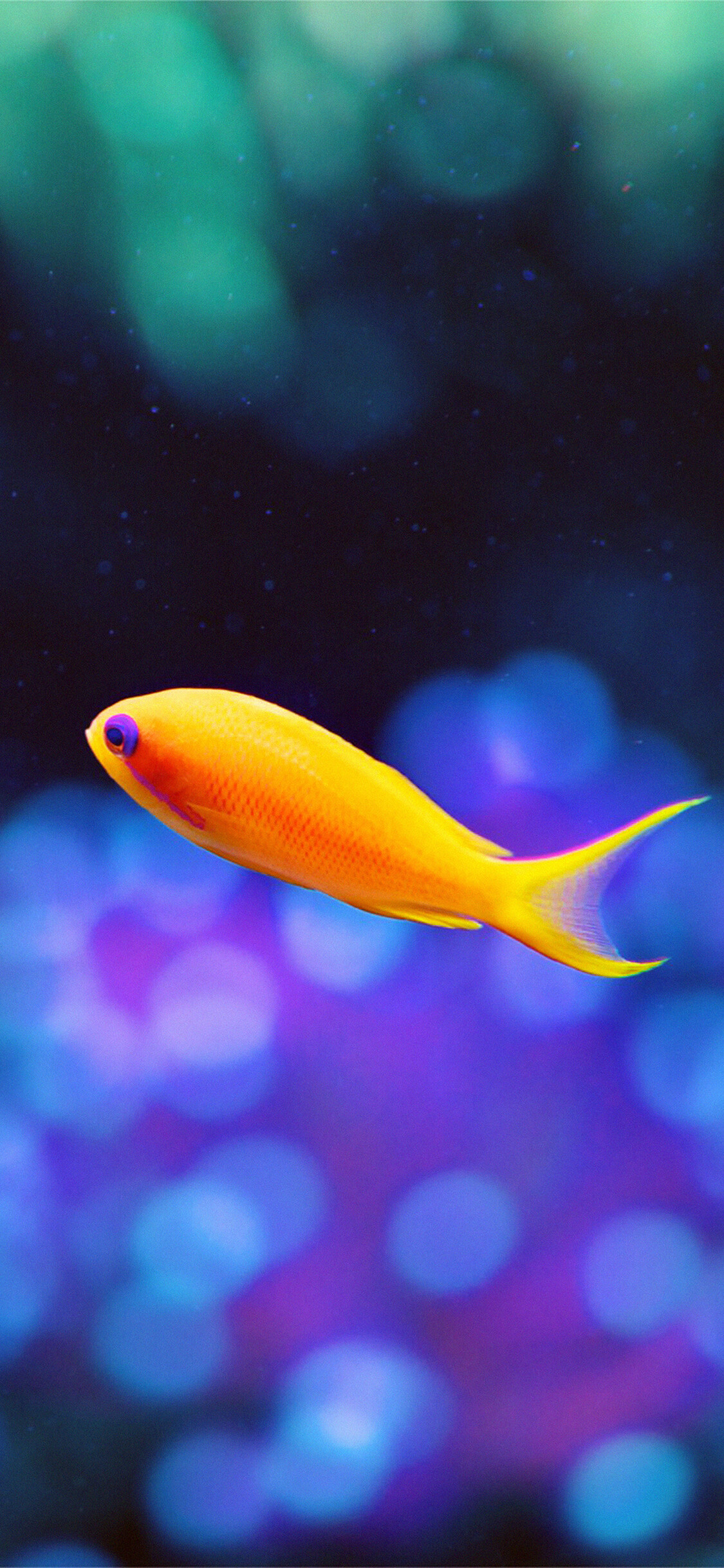 Sea goldie, Fish Wallpaper, 1130x2440 HD Phone