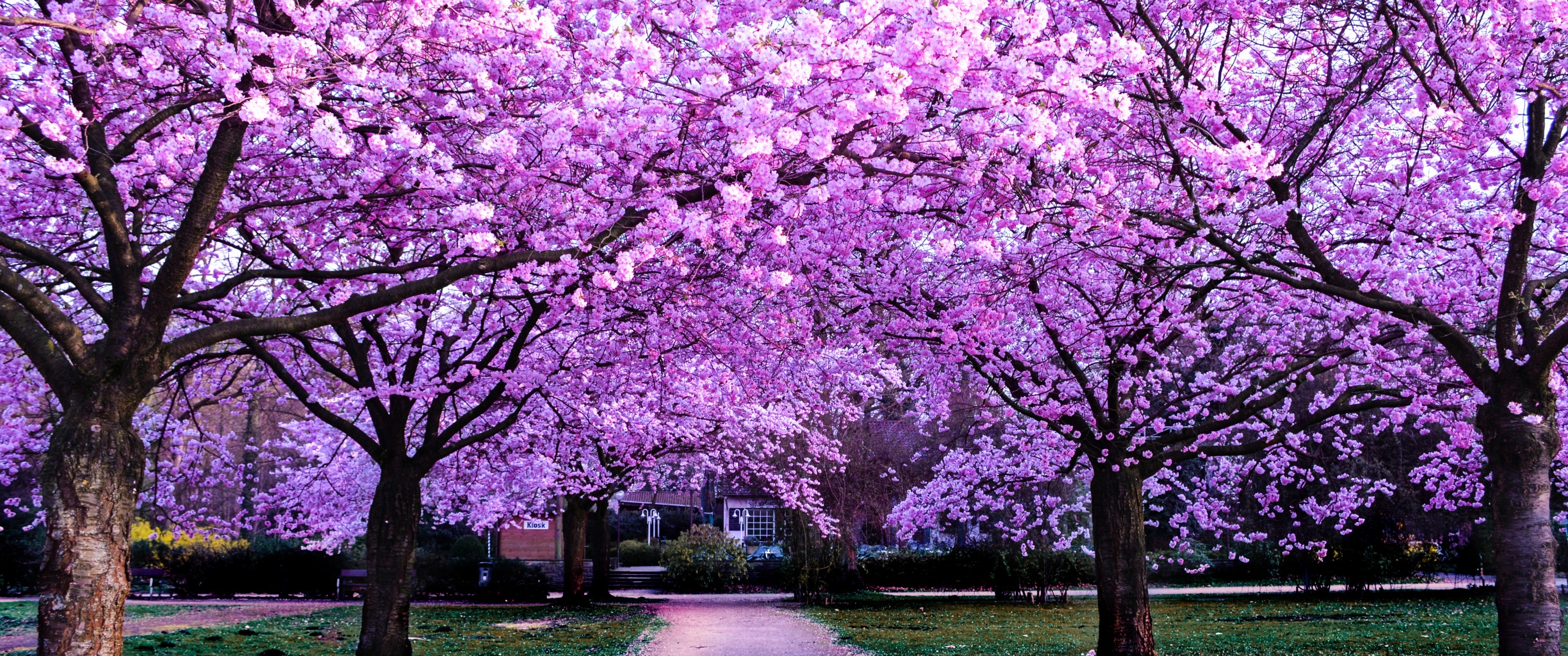 Blooming cherry blossom canopy, Park walking pathway, Vibrant spring floral scenery, Dual Screen Desktop wallpaper