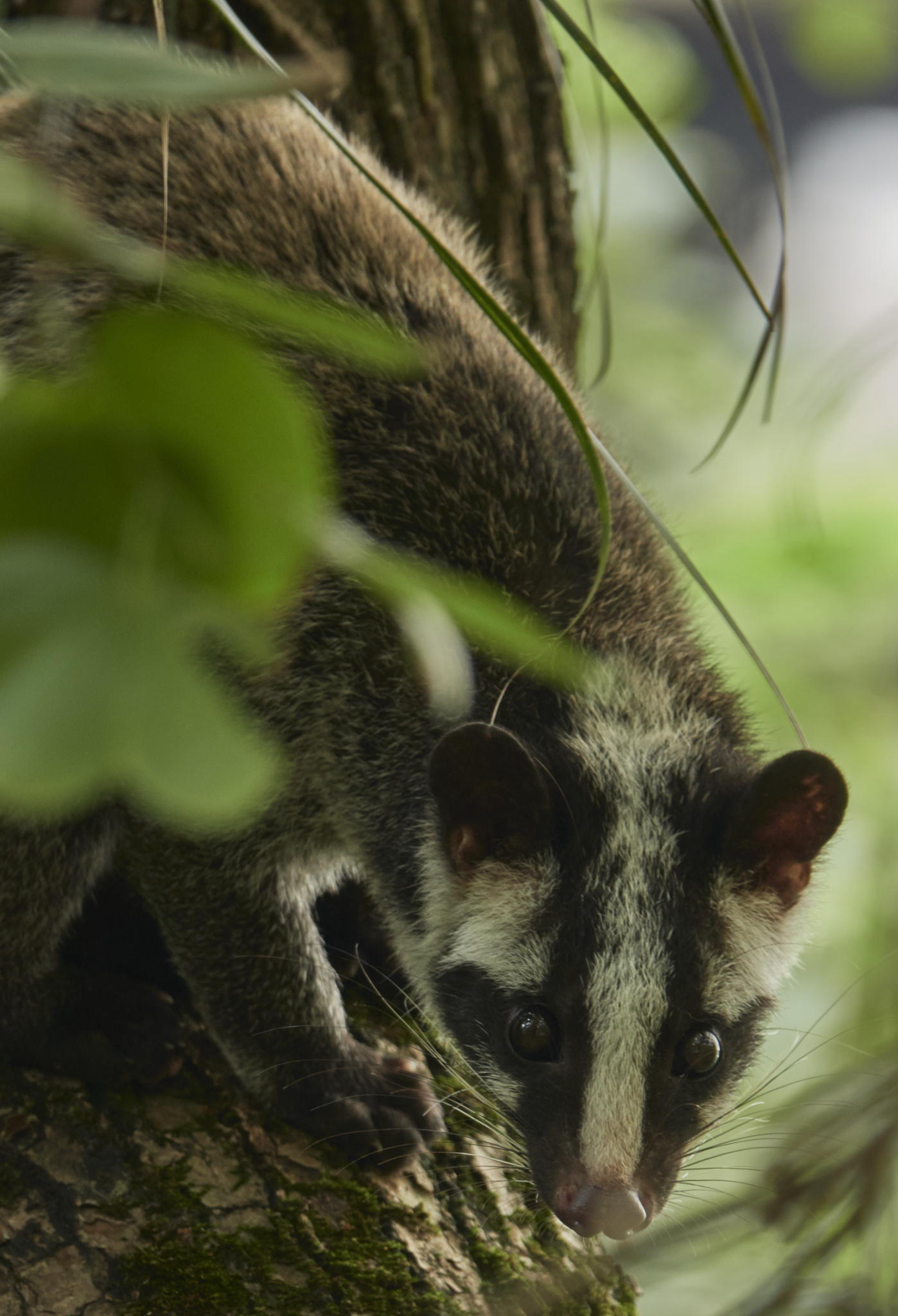 Asian Palm Civet, Masked Palm Civet, Paguma larvata, Inaturalist Canada, 1400x2050 HD Phone