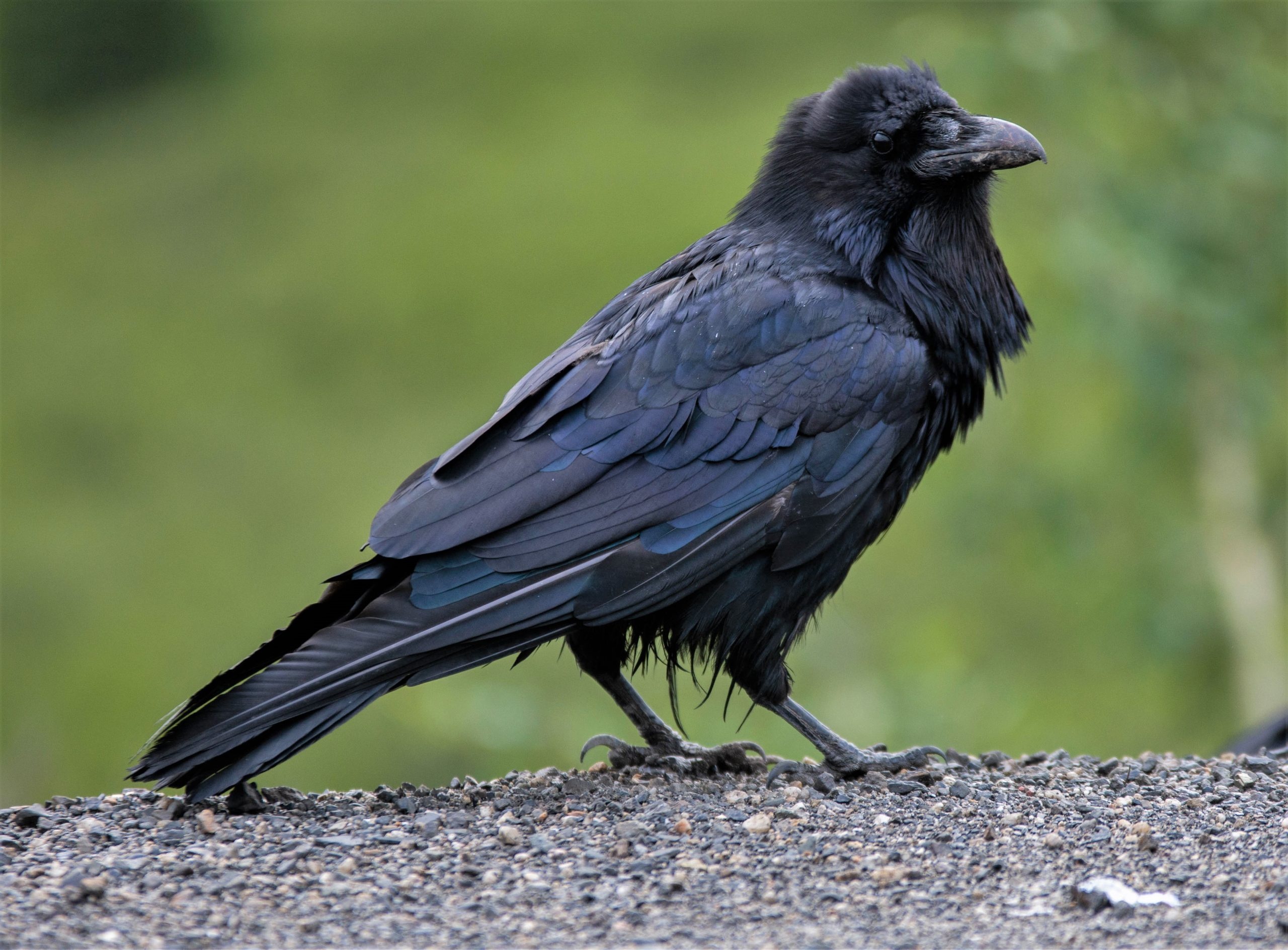 Alaska magazine, Raven stories, Bird, Nature, 2560x1890 HD Desktop