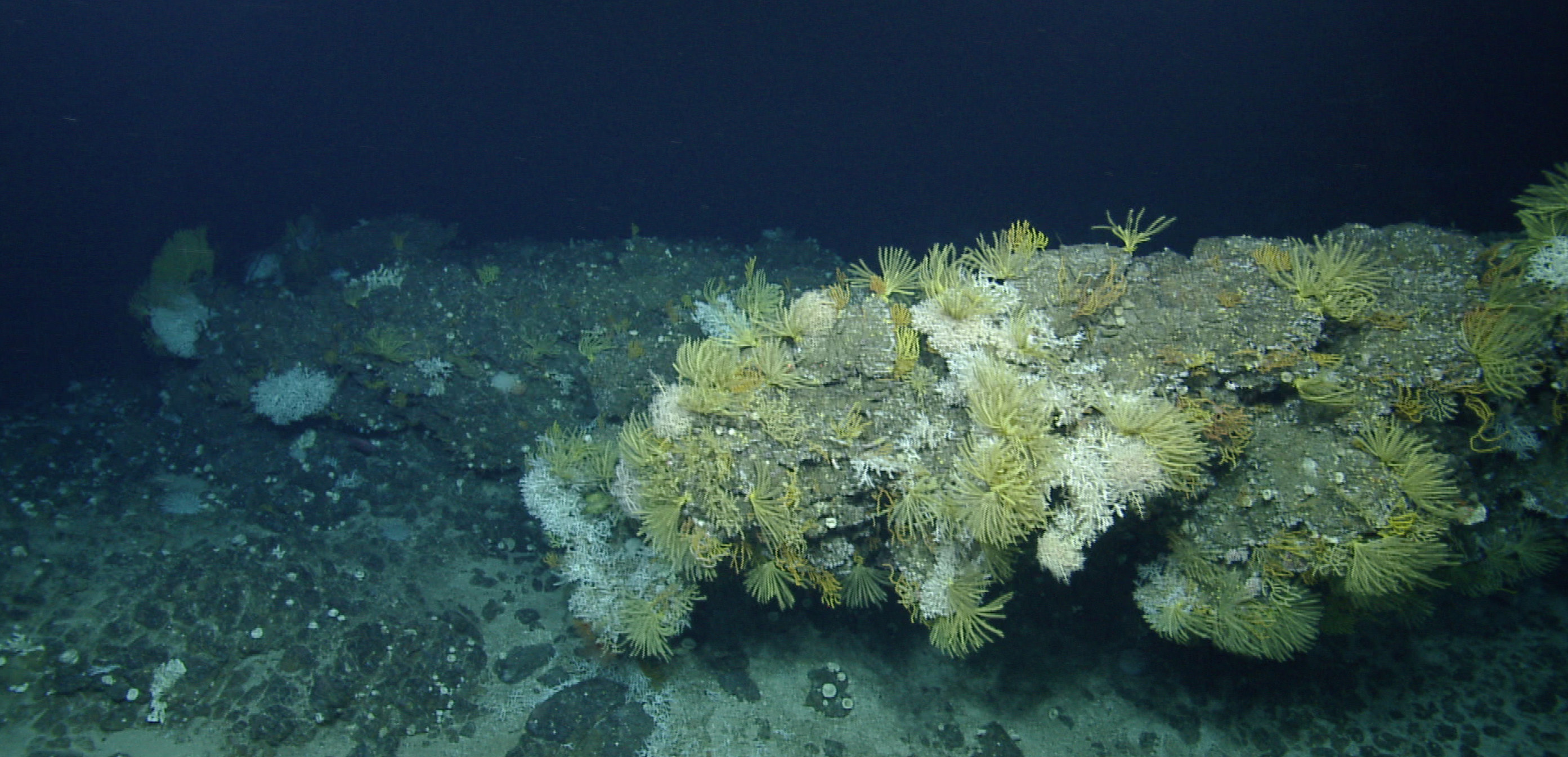 Caribbean Coral Reef Islands, Deep-sea coral communities, Marine biodiversity, Natural wonders, 2790x1350 Dual Screen Desktop