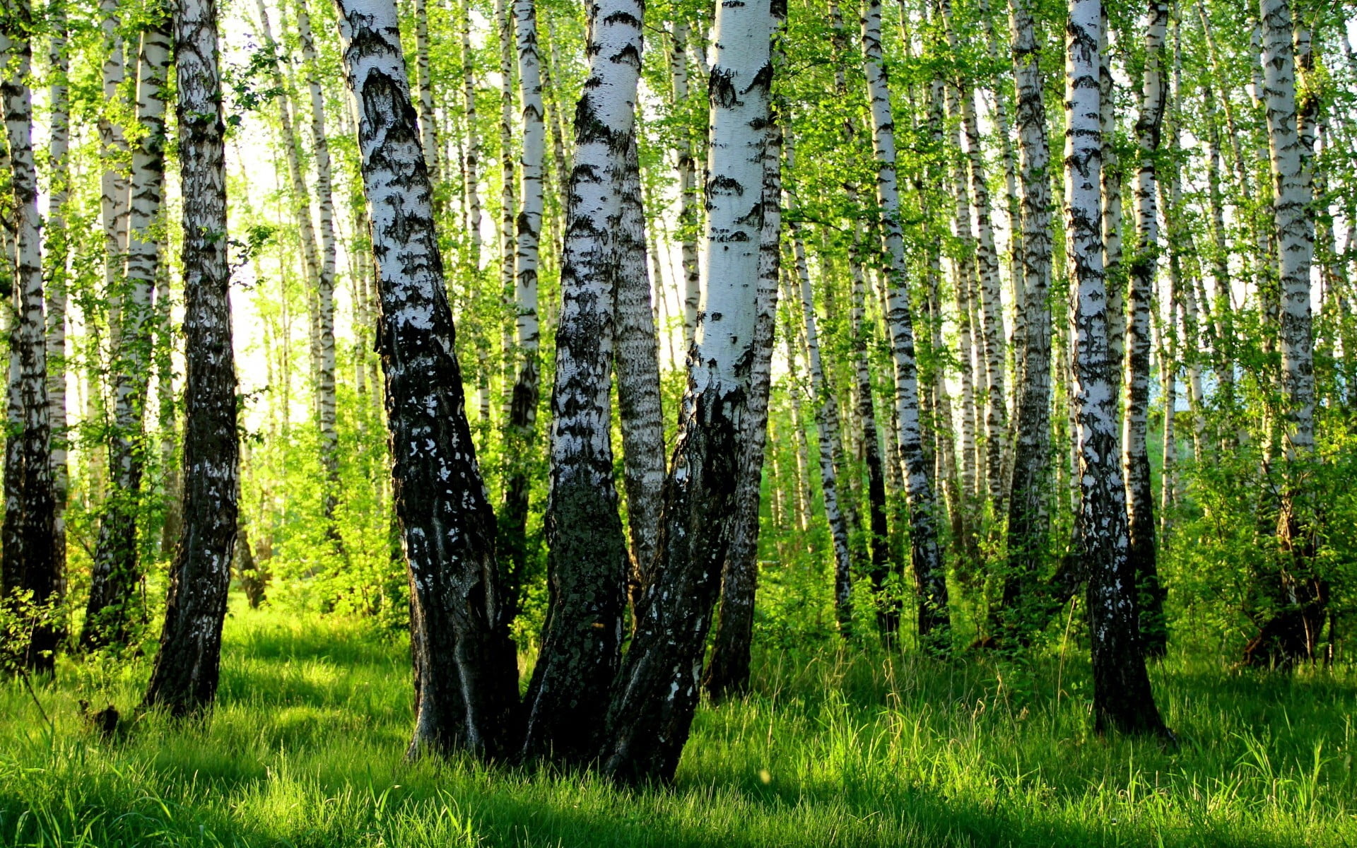 Birch Tree, Forest, Nature, Wallpaper, 1920x1200 HD Desktop