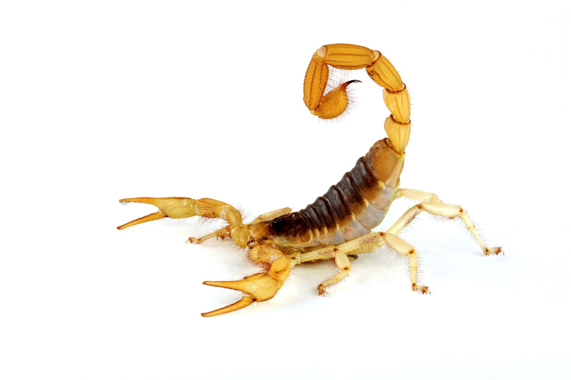 LEGO scorpion, Playful design, Toy aesthetics, Creative inspiration, 1950x1300 HD Desktop