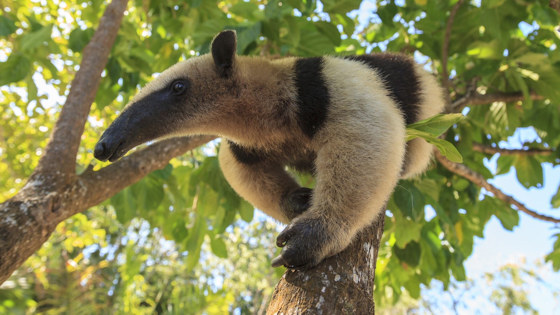 Anteater myrmecophaga tridactyla, Rehab center, Forest preserve, Roatn bay islands, 1920x1080 Full HD Desktop