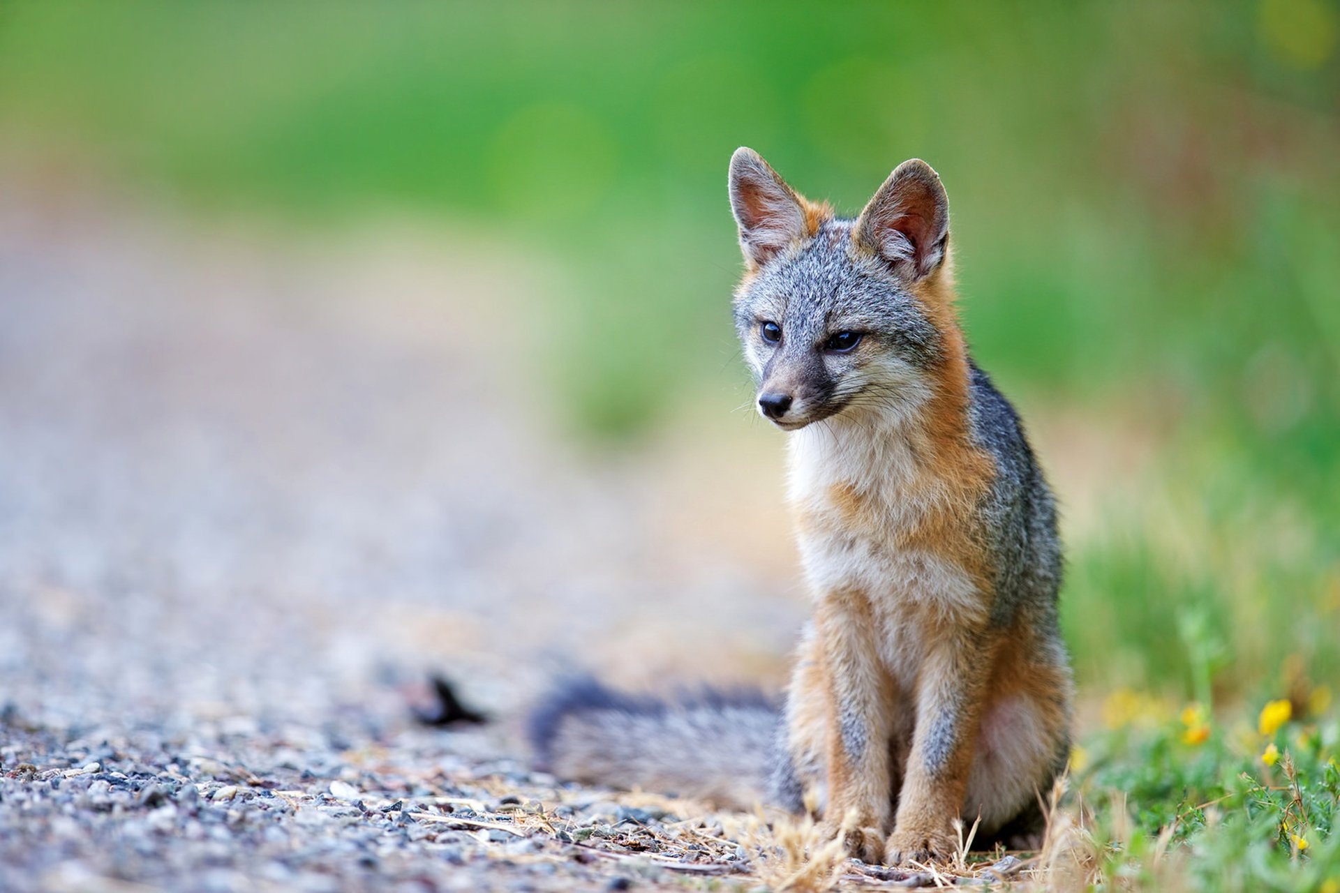 Gray Fox, Cute gray fox puppy, Thy Photography's photo, Playful and adorable fox offspring, 1920x1280 HD Desktop