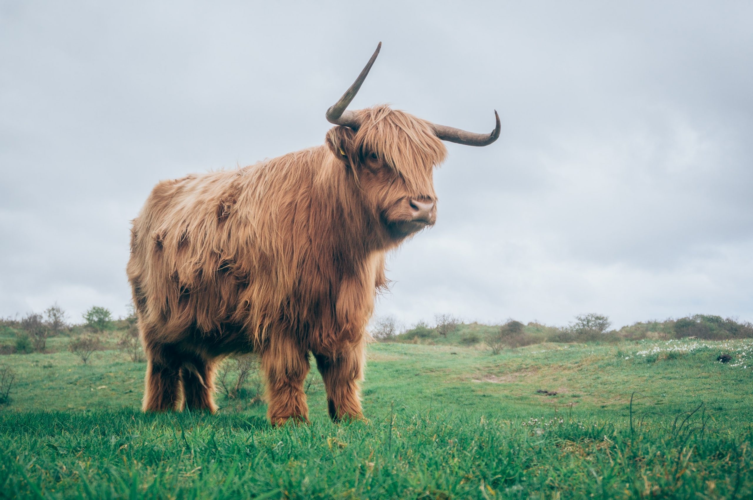 Brown yak, Green grass, Natural wallpaper, Peaceful landscape, 2560x1710 HD Desktop