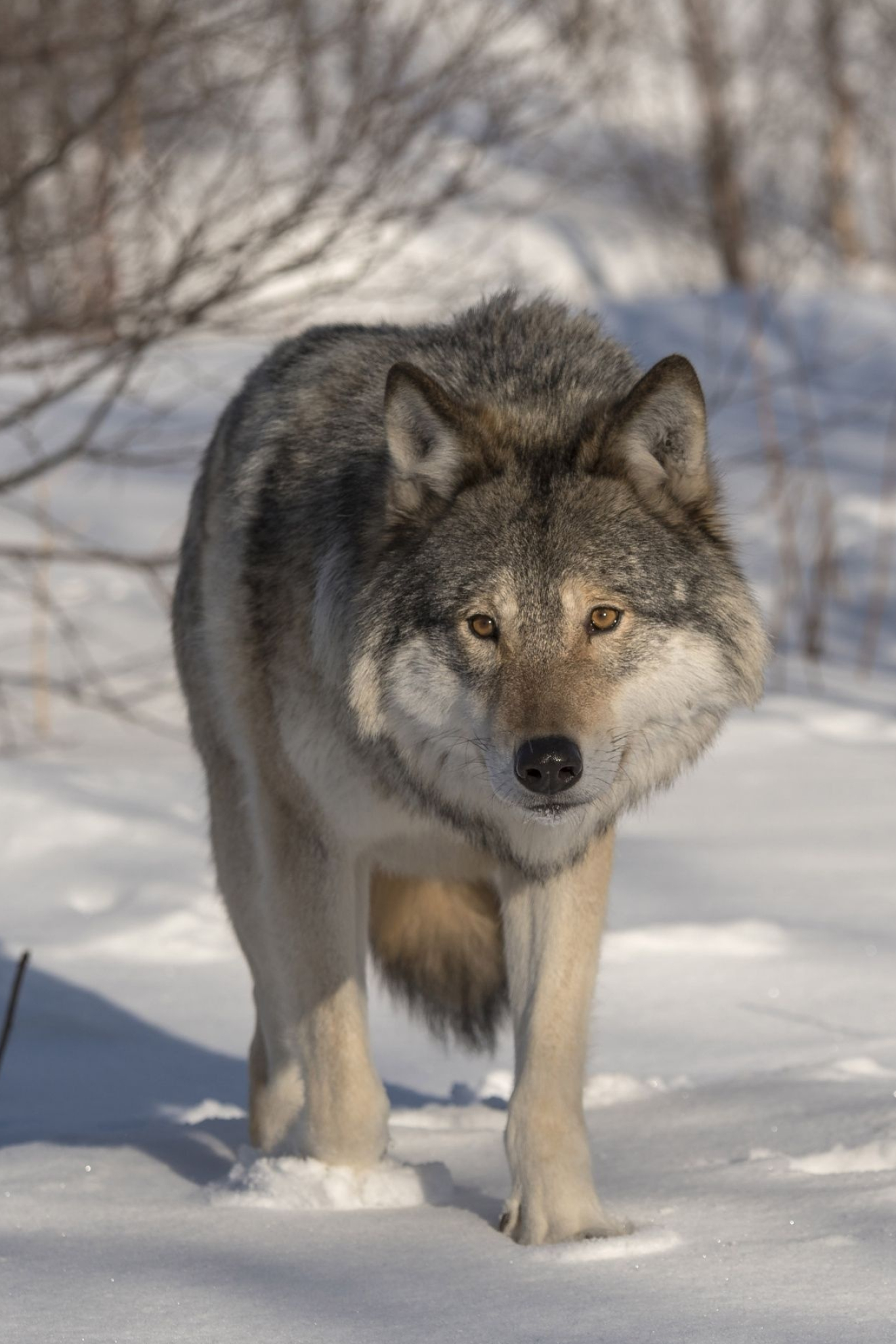 Gray Wolf, Wolf dog, Wolf photos, Maned wolf, 1370x2050 HD Phone