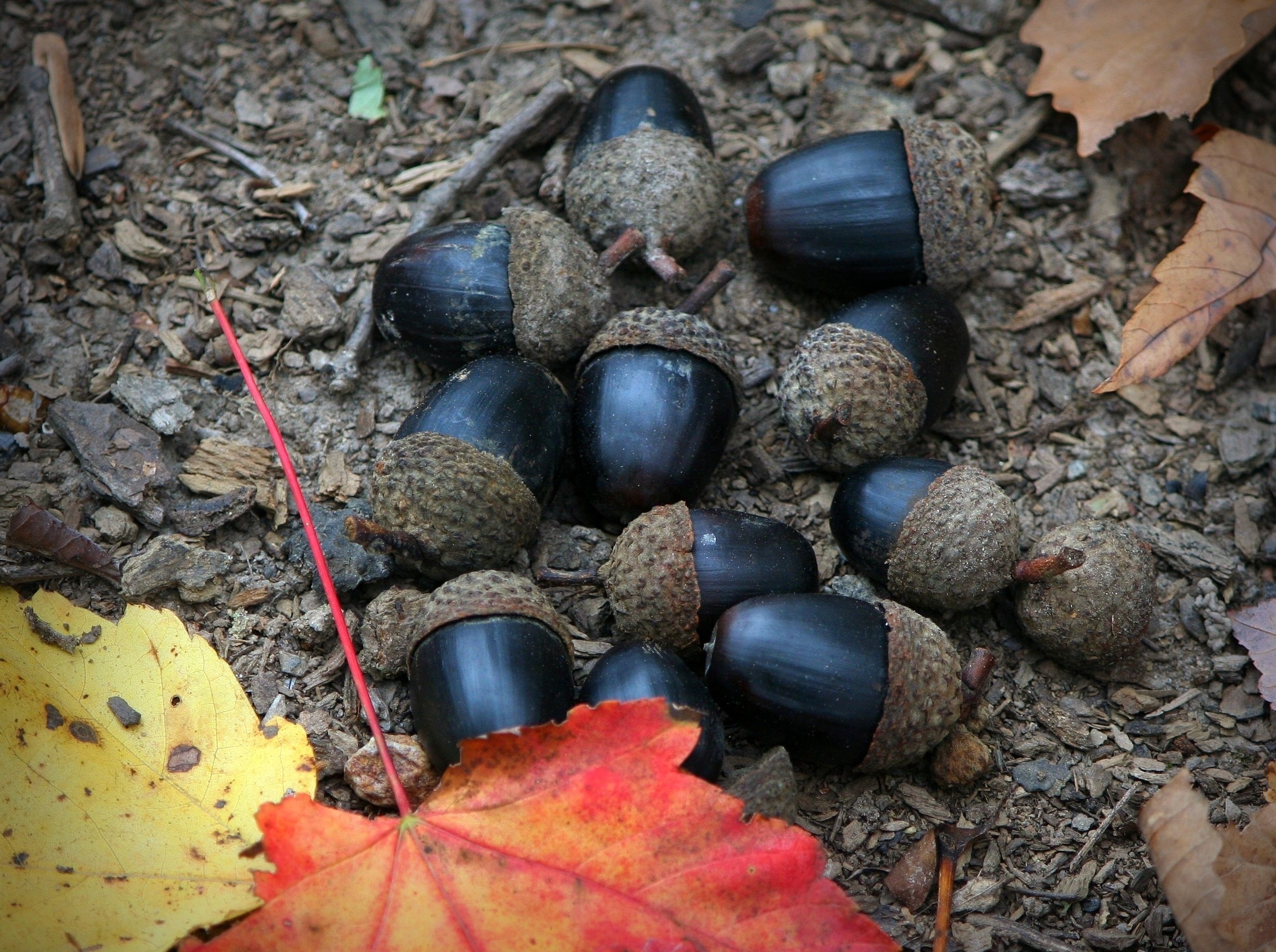 Brown acorn, Free image, Peakpx, 2470x1850 HD Desktop