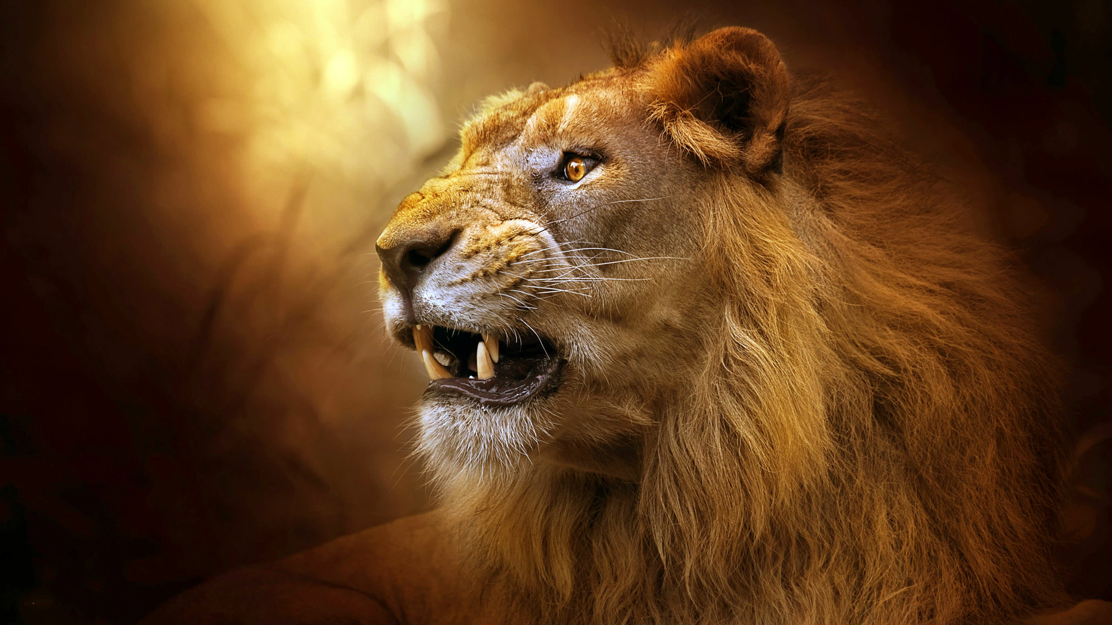 Roaring lion wallpapers, HD quality, Power and strength, Majestic presence, 3840x2160 4K Desktop