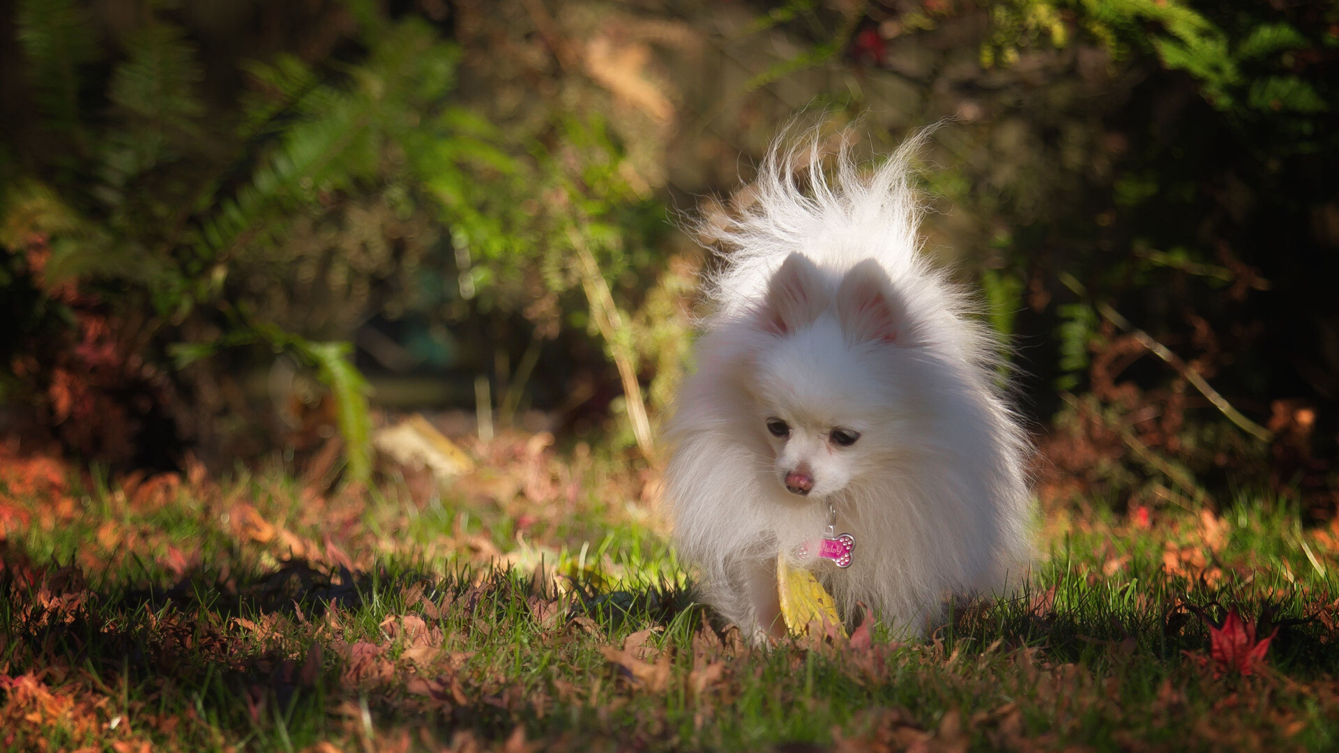 Pomeranian, Autumn dog wallpaper, Vibrant orange section, Seasonal beauty, 1920x1080 Full HD Desktop