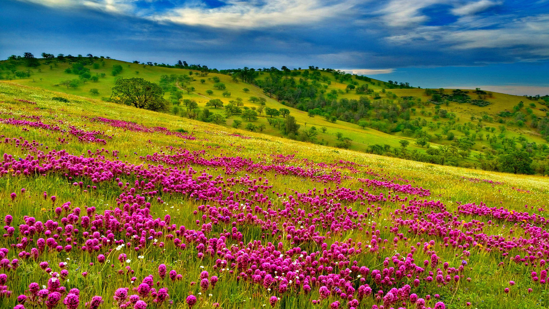 purple owl's clover field, rolling oak savanna hills, partly cloudy summer sky, Full HD Desktop wallpaper