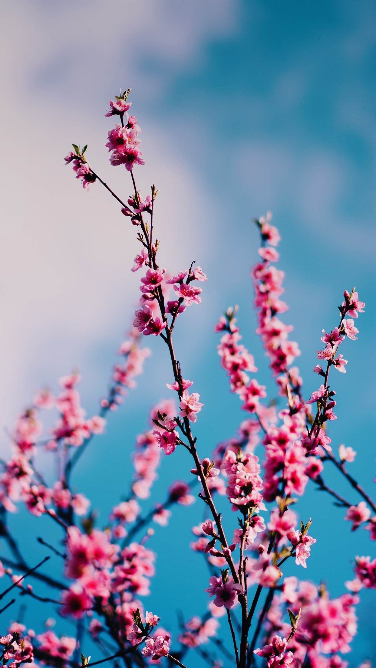 Blooming pink peach blossoms, Slender blossom tree branches, Clear bright blue sky, HD Phone wallpaper
