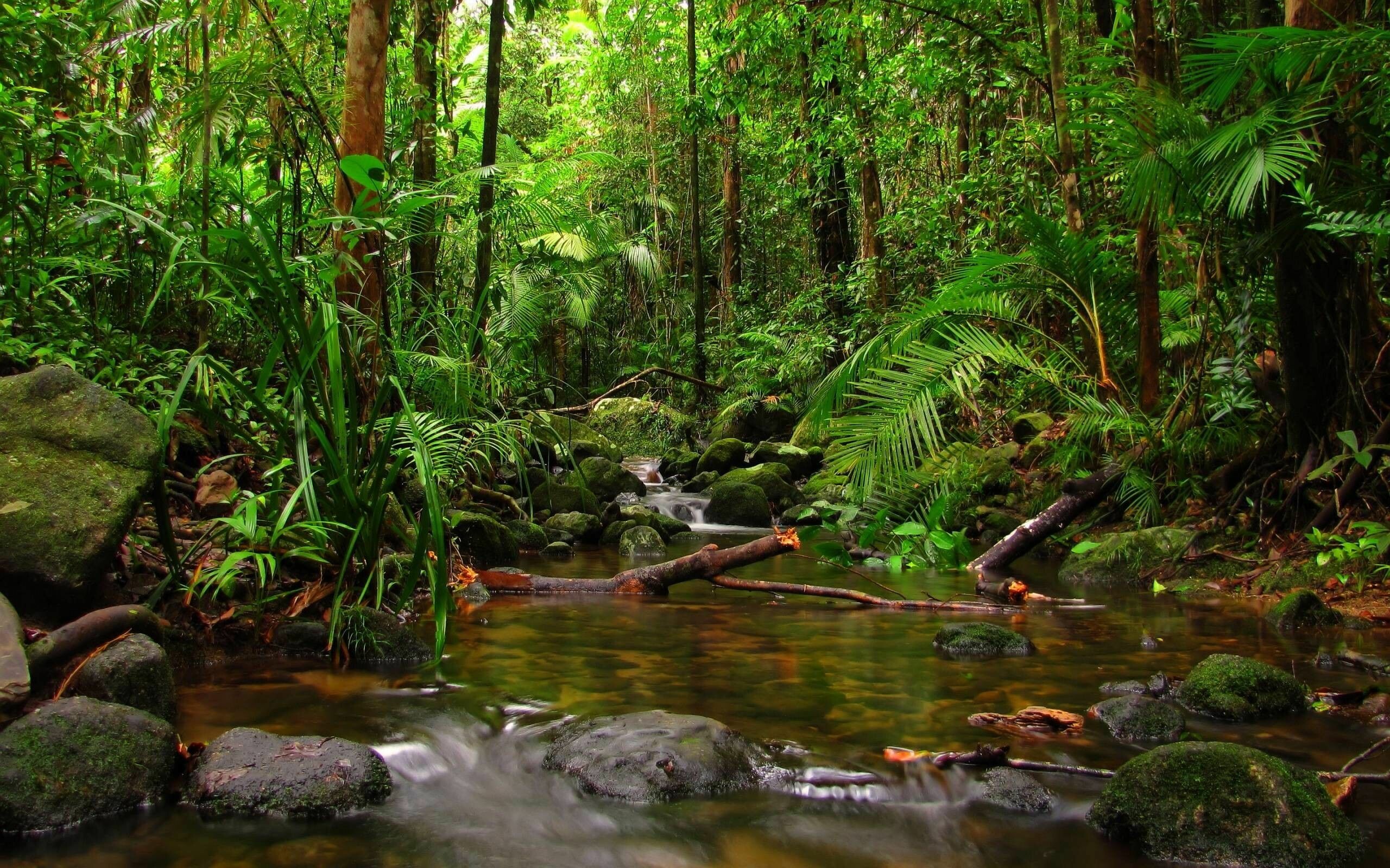 Dense rainforests, Ephemeral mist, Biodiversity, Ancient ecosystems, 2560x1600 HD Desktop