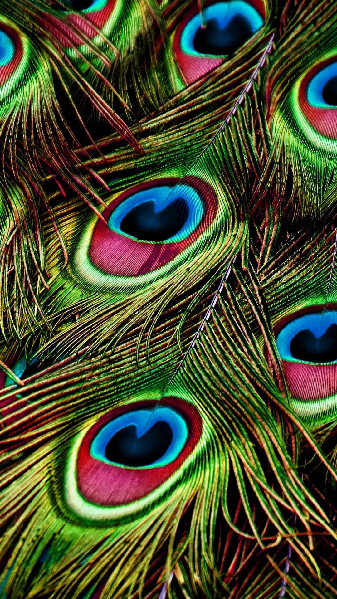 Peacock eye feathers, Iridescent plumage barbs, Emerald and magenta plume, Full HD Phone wallpaper