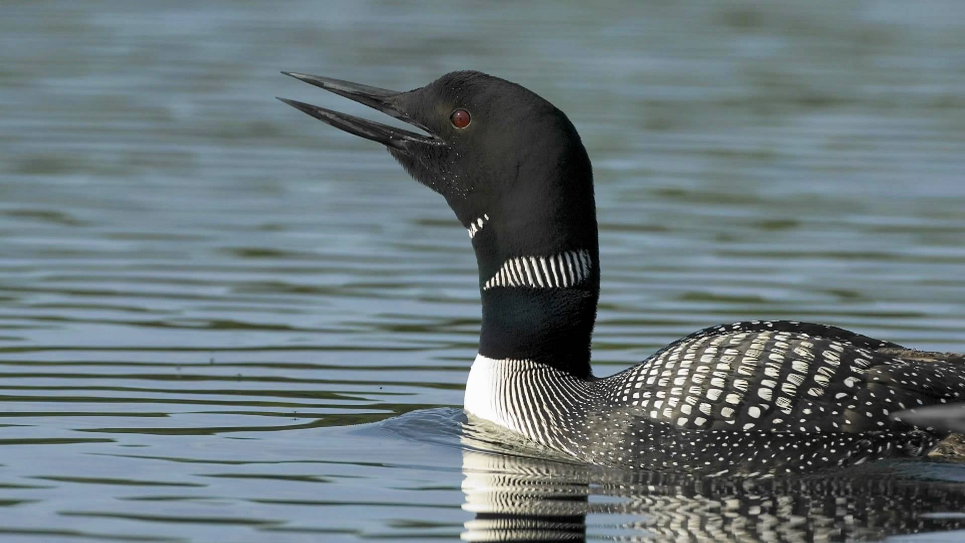 Loon bird, Common loon, Free photo, Animal, 1920x1080 Full HD Desktop