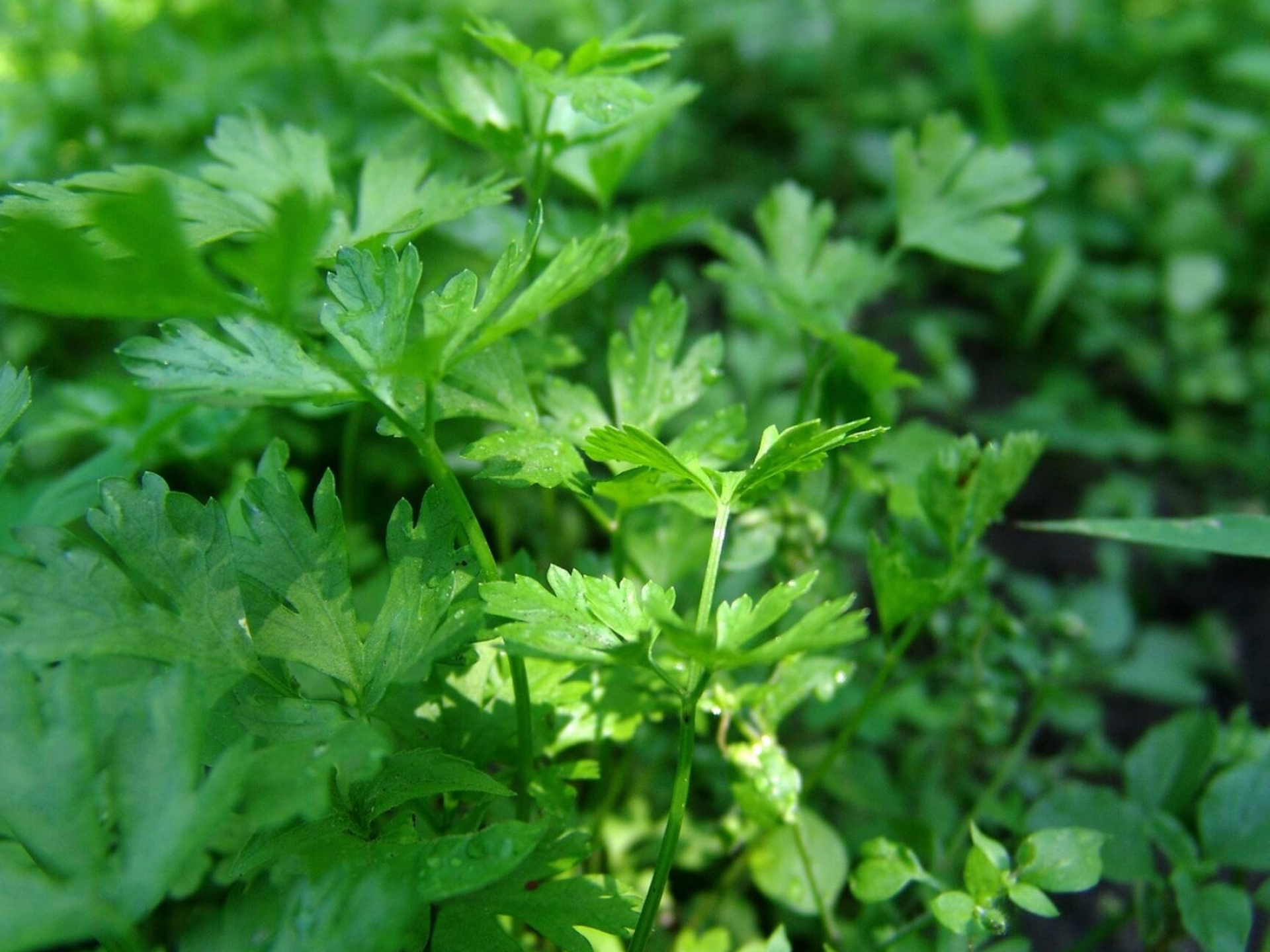 Garden of parsley, Edible plants, Free pics, CC BY license, 1920x1440 HD Desktop
