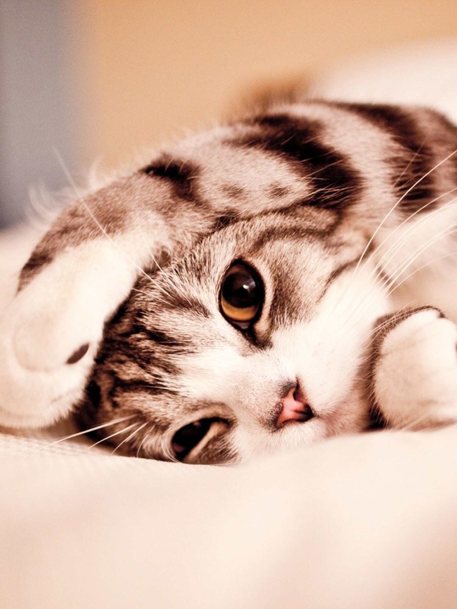 Brown kitten wallpapers, HD backgrounds, 1540x2050 HD Phone