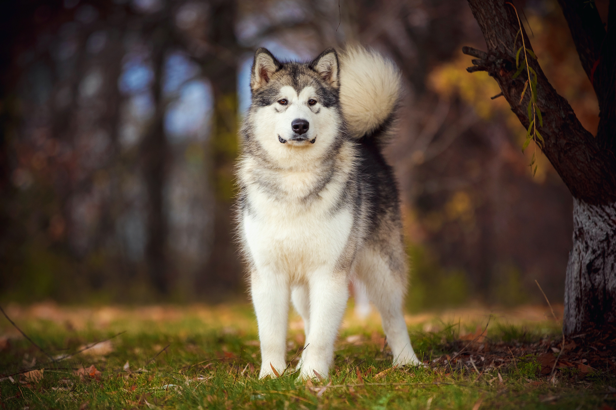 Alaskan Malamute steckbrief, Auf wunschtier, Alle details alaskan malamute, Dog breed profile, 2000x1340 HD Desktop