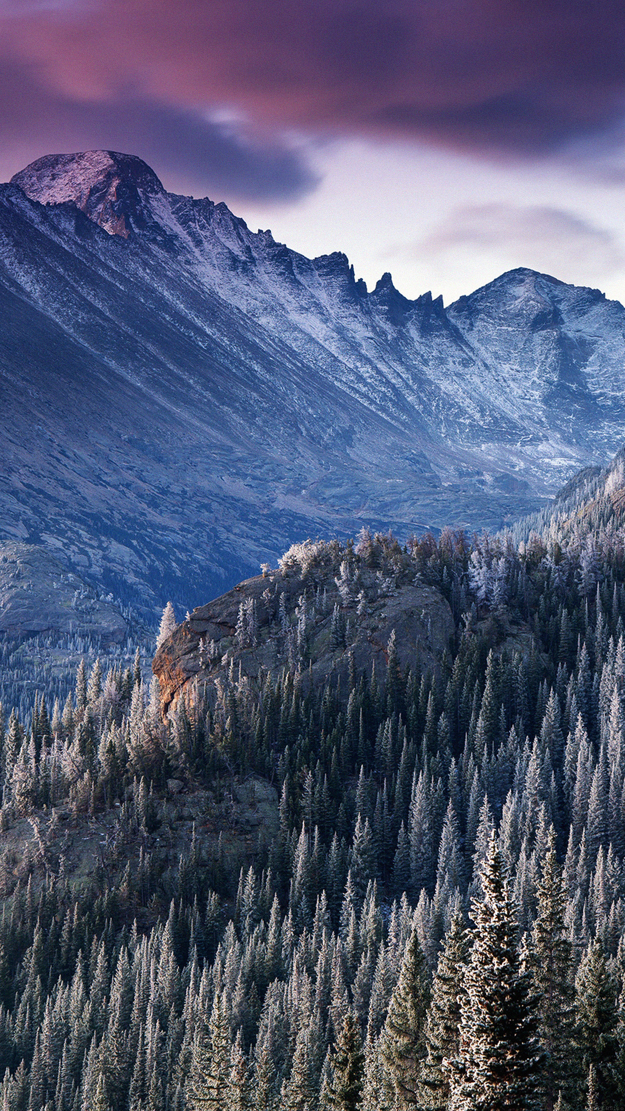 Winter mountain woods, Nature in Rocky Mountains, Majestic trees, Cold scenery, 1250x2210 HD Phone