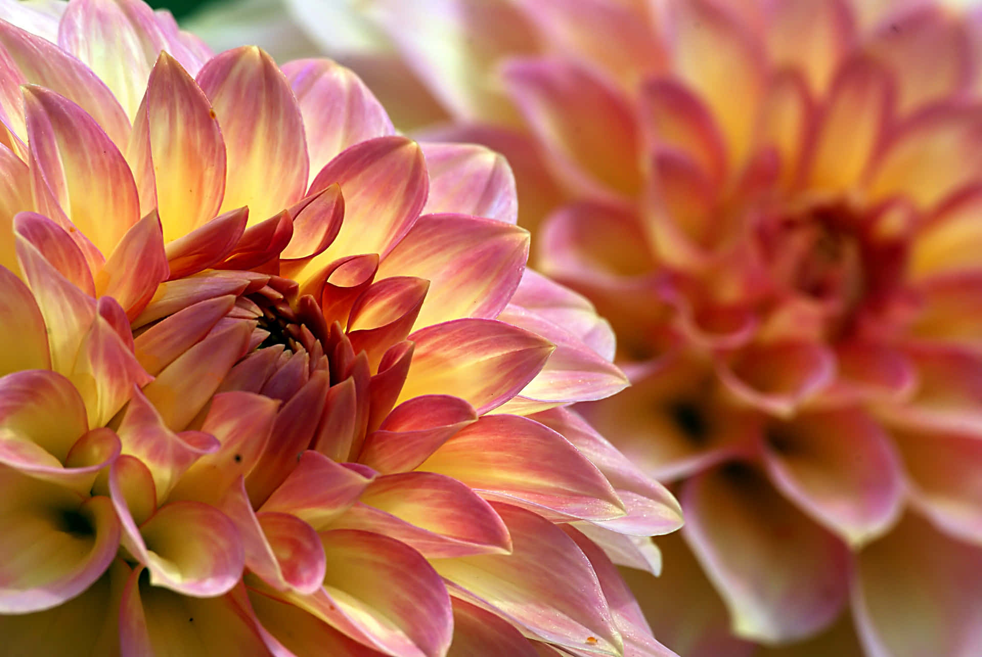 Pink and yellow dahlia, Macro dahlia petals, Soft autumn floral bloom, HD Desktop wallpaper
