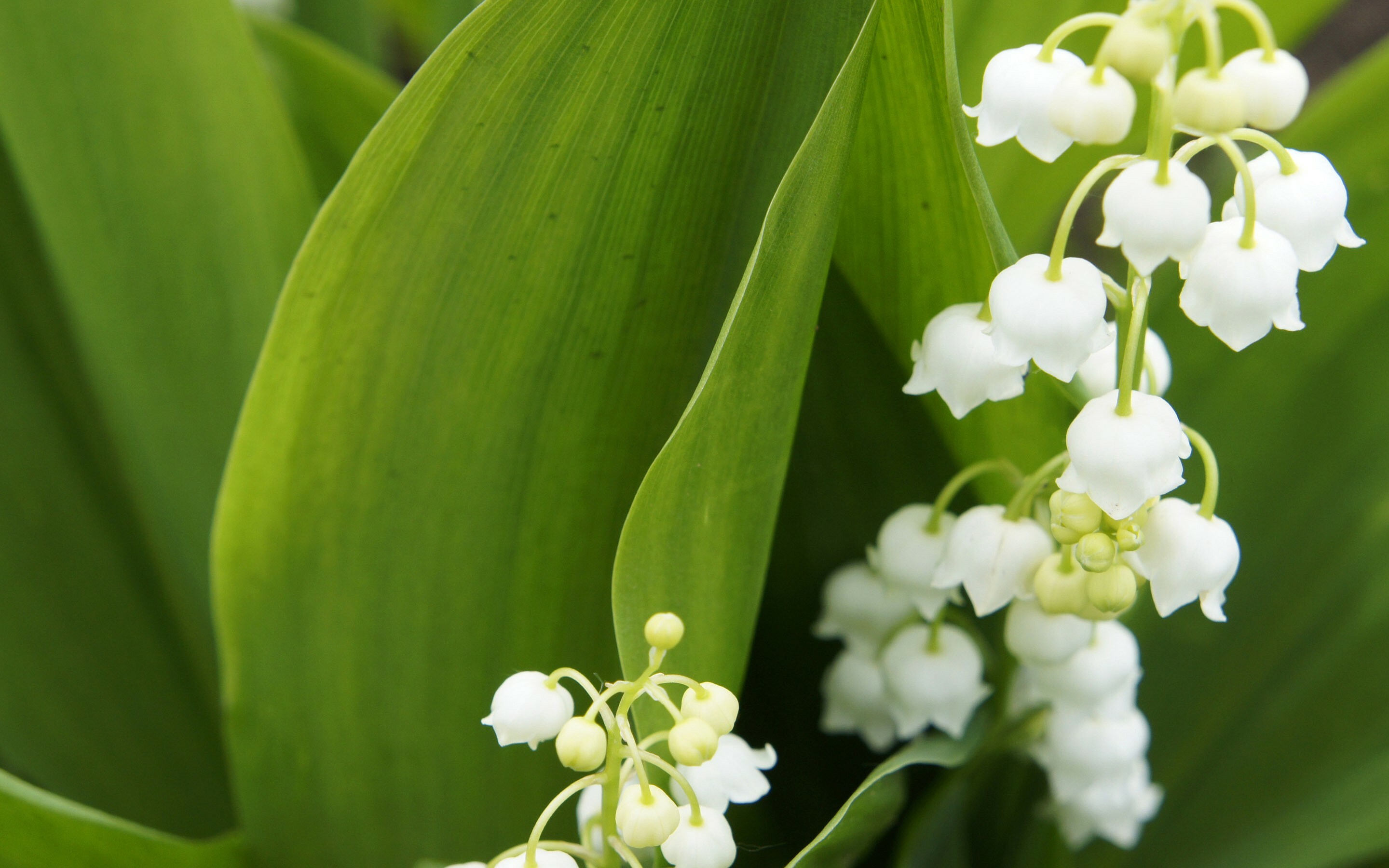 Lily of the Valley wallpapers, Floral beauty, HD backgrounds, Nature, 2880x1800 HD Desktop