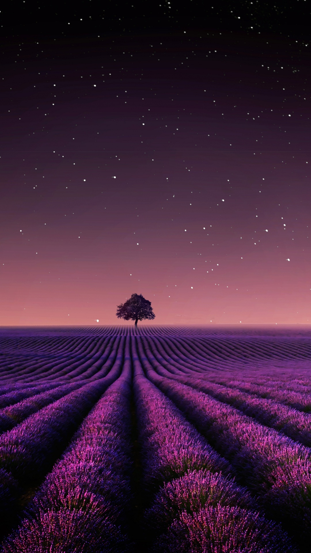 blooming lavender field rows, lone tree on horizon, starry purple night sky, Full HD Phone wallpaper