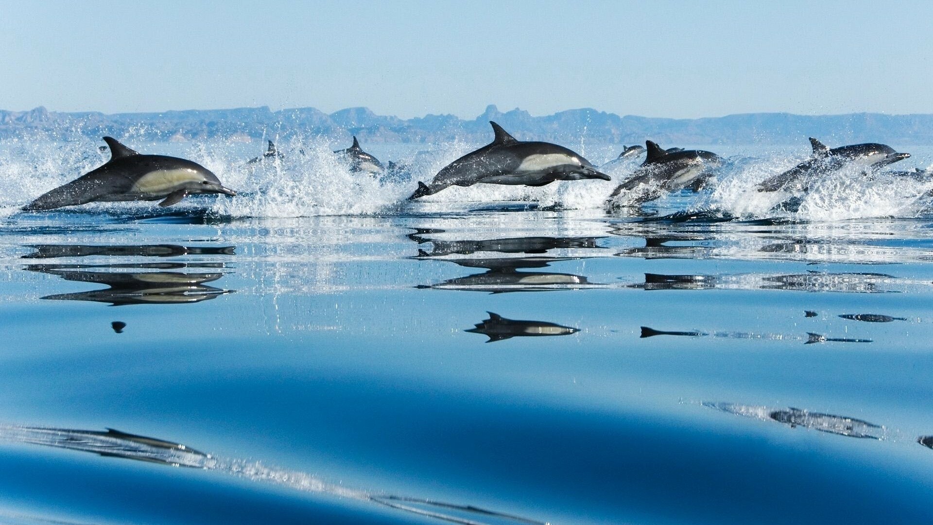 Crystal clear waters, Coastal landscapes, Aquatic beauty, Graceful dolphins, 1920x1080 Full HD Desktop