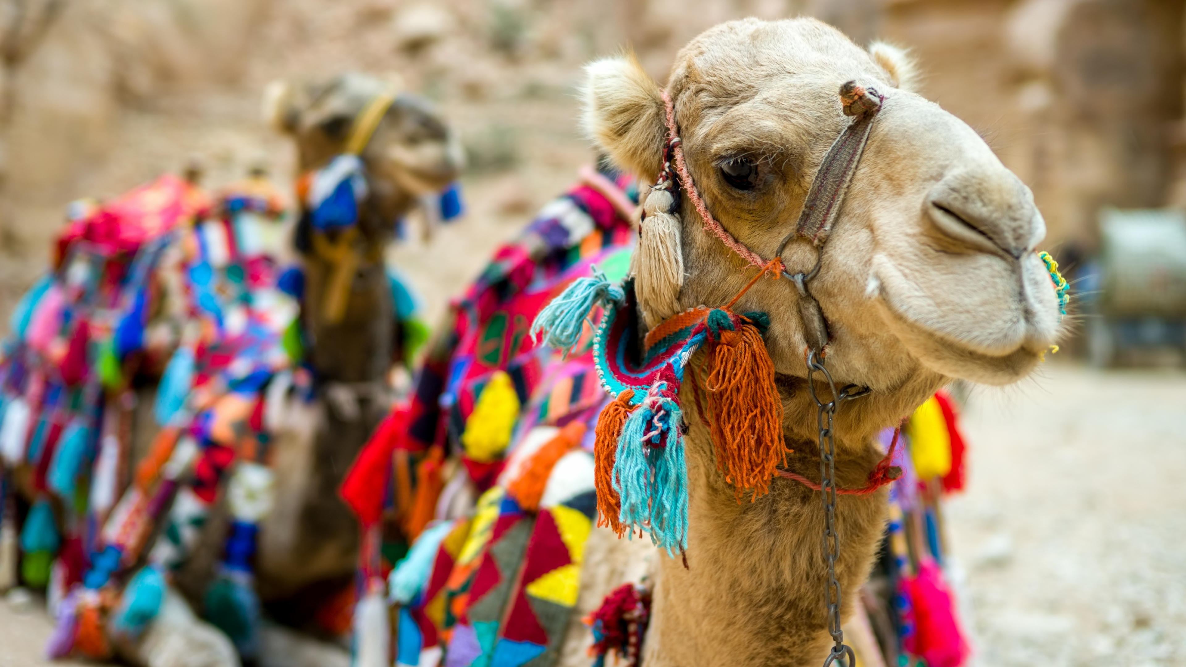 Camel wallpapers, Bactrian camel, 3840x2160 4K Desktop