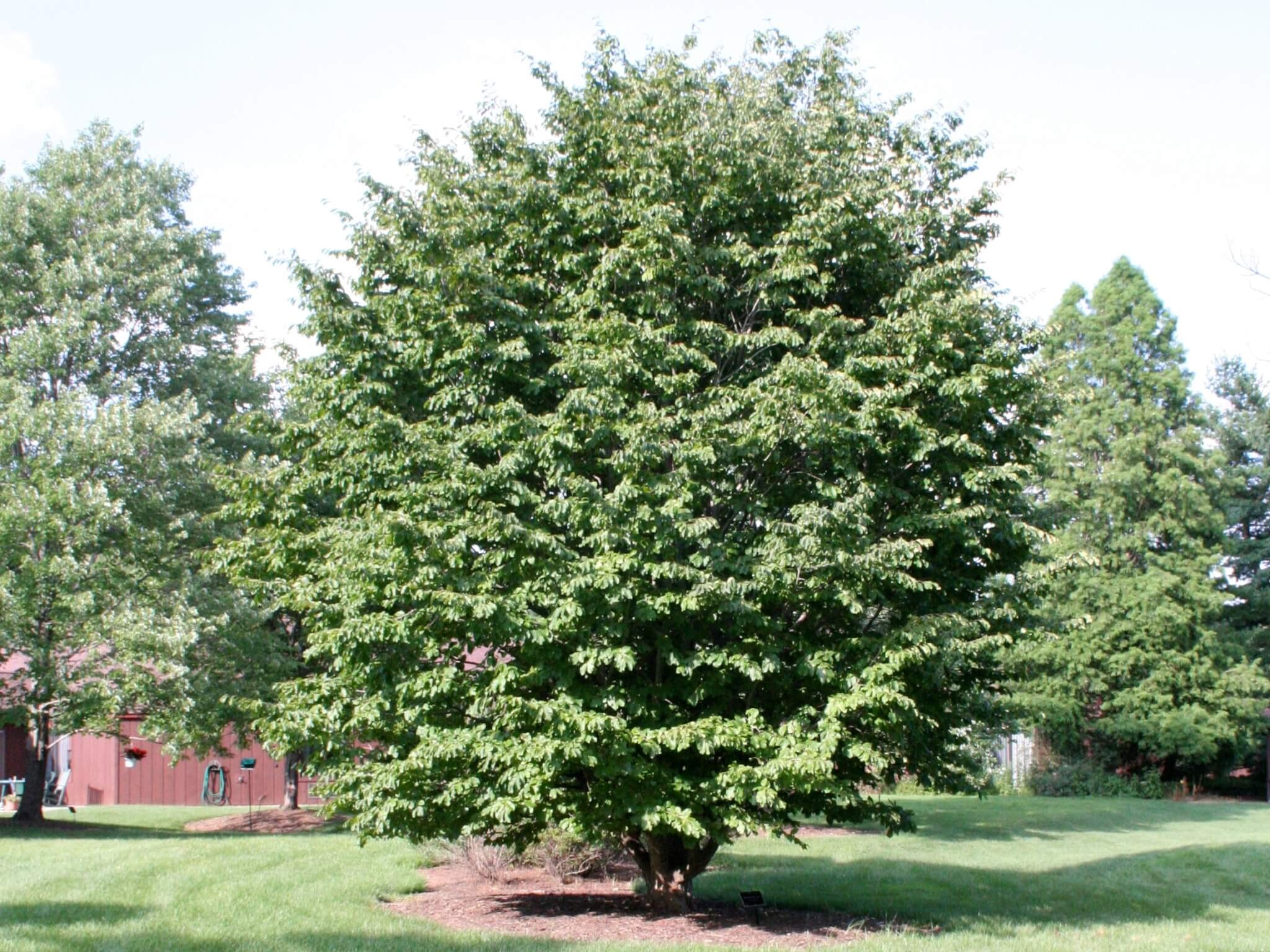 Buckeye Tree, Buckeye native, Campbell's nursery, Woody perennial, 2050x1540 HD Desktop