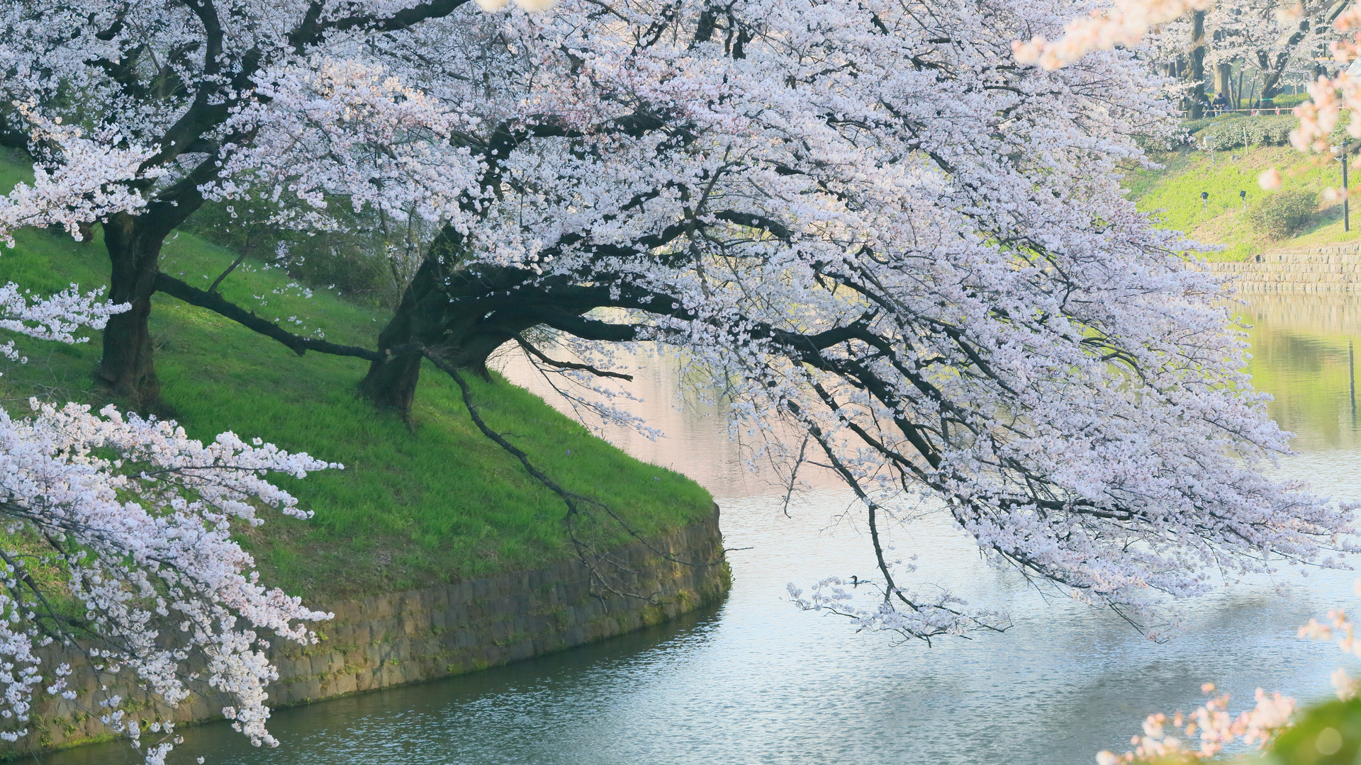 Leaning tree, Riverside, laptop, full HD, 1920x1080 Full HD Desktop