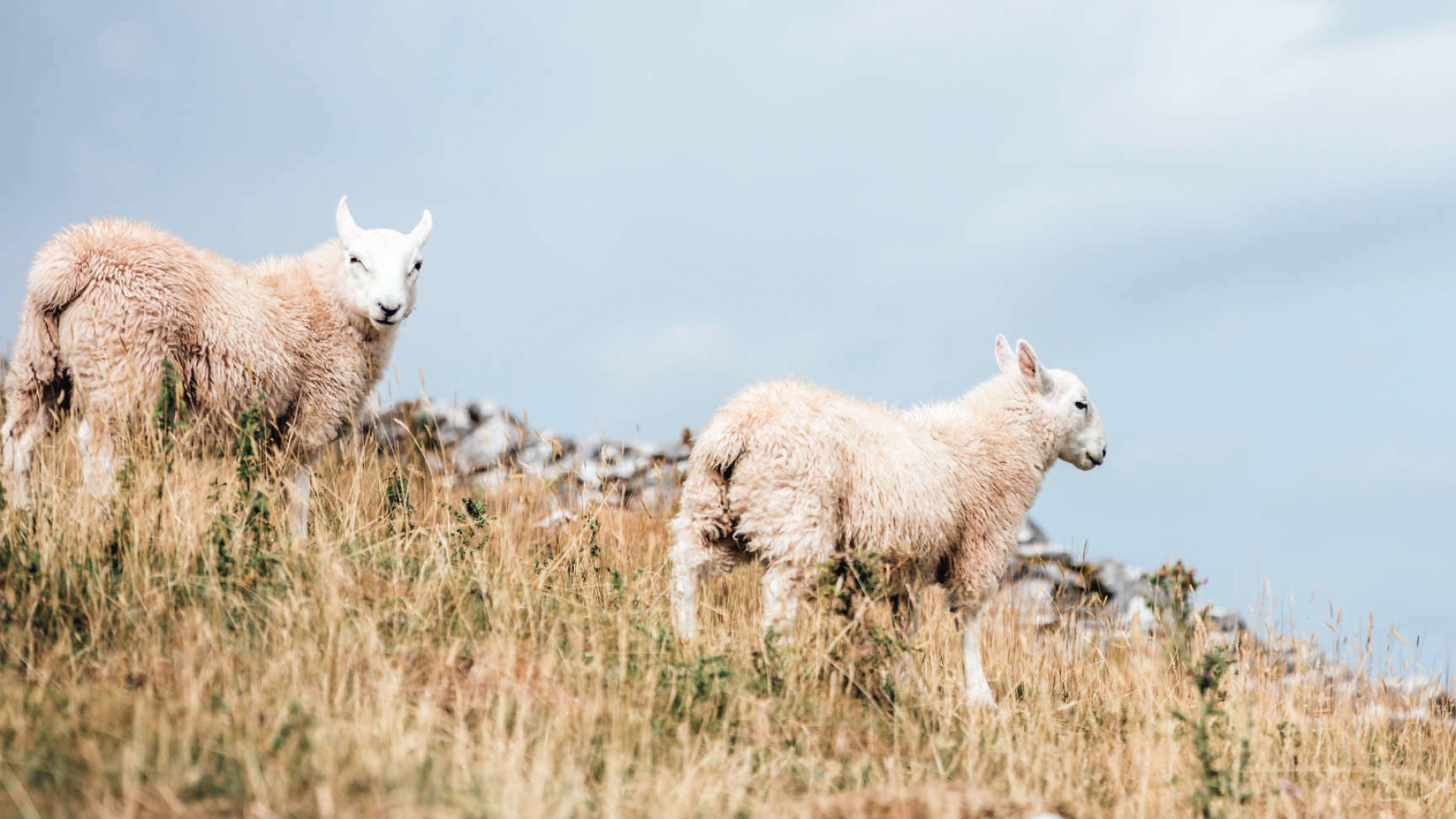 Picturesque sheep images, Calm and serene backgrounds, Beautiful wooly creatures, Nature's wonders, 1920x1080 Full HD Desktop