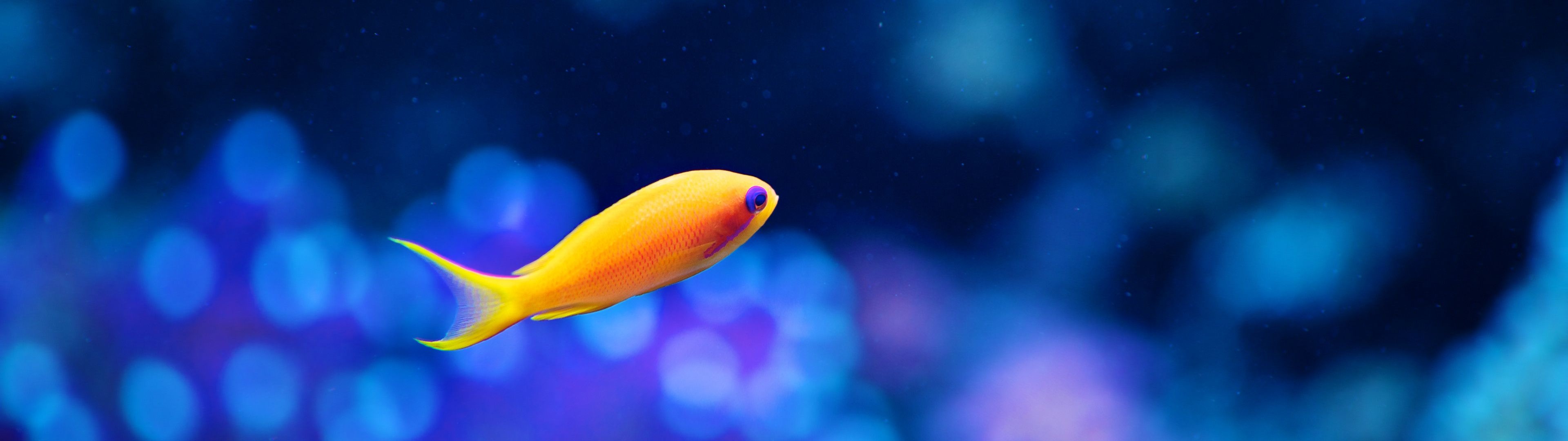 Sea goldie, Sea Animals Wallpaper, 3840x1080 Dual Screen Desktop